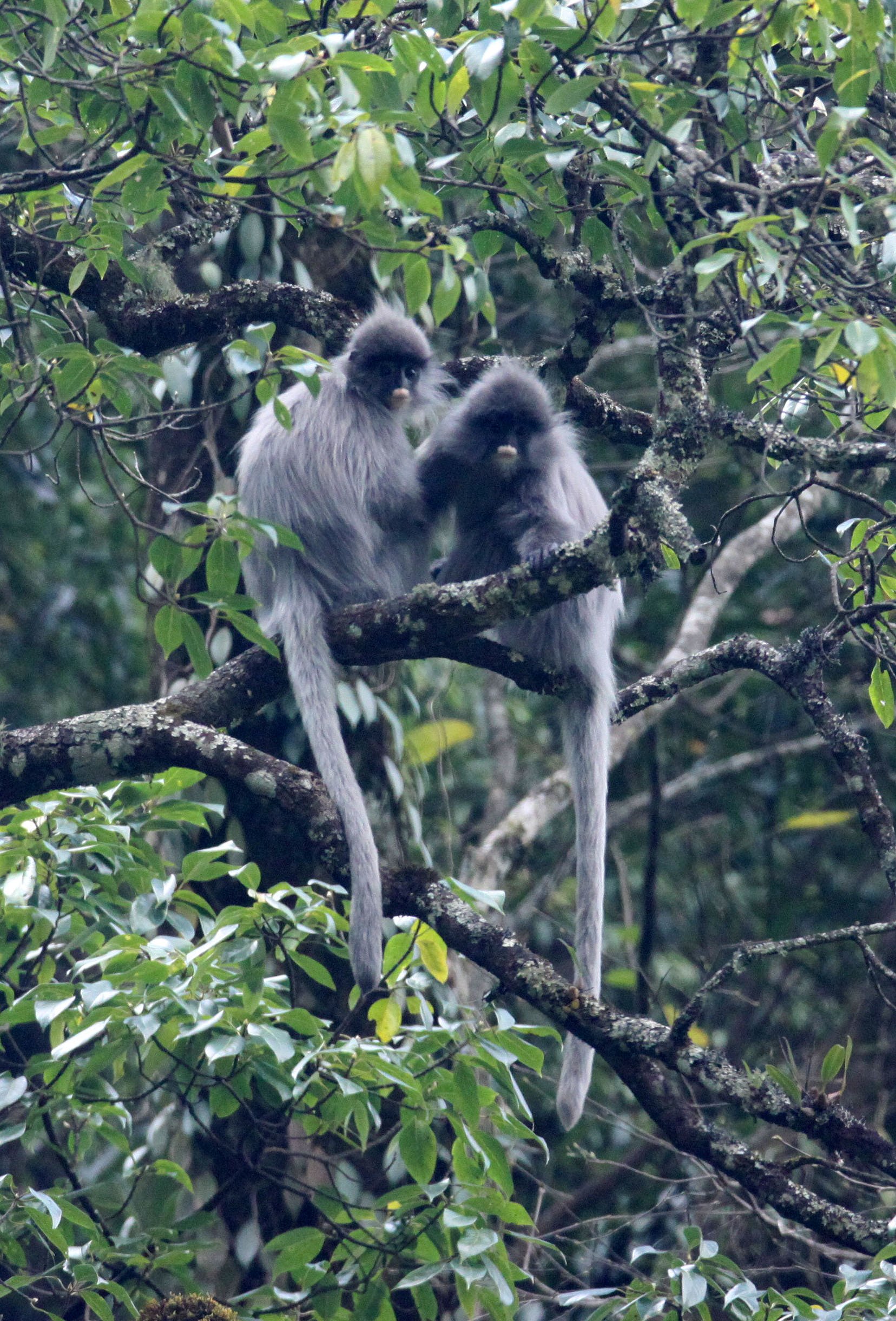 CERCOPITHECIDAE - Trachypithecus crepusculus - INDOCHINESE GRAY LANGUR - WULIANGSHAN NATURE RESERVE YUNNAN CHINA (94).JPG