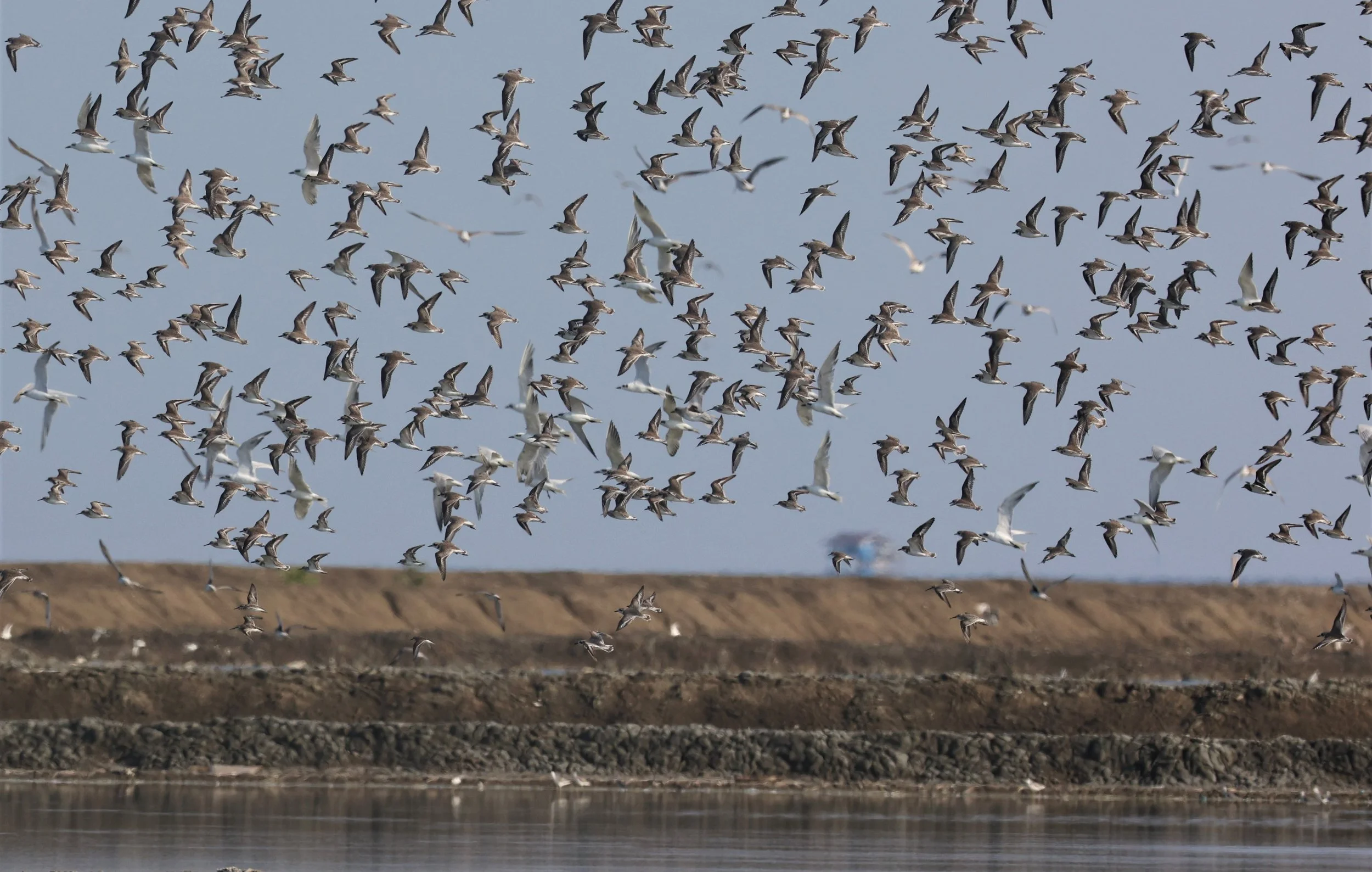 PLOVER - GREATER SAND-PLOVER - Charadrius leschenaultii - LESSER SP, CURLEW, BROADBILL SP PAK THALE OCTOBER 2 (50).jpg