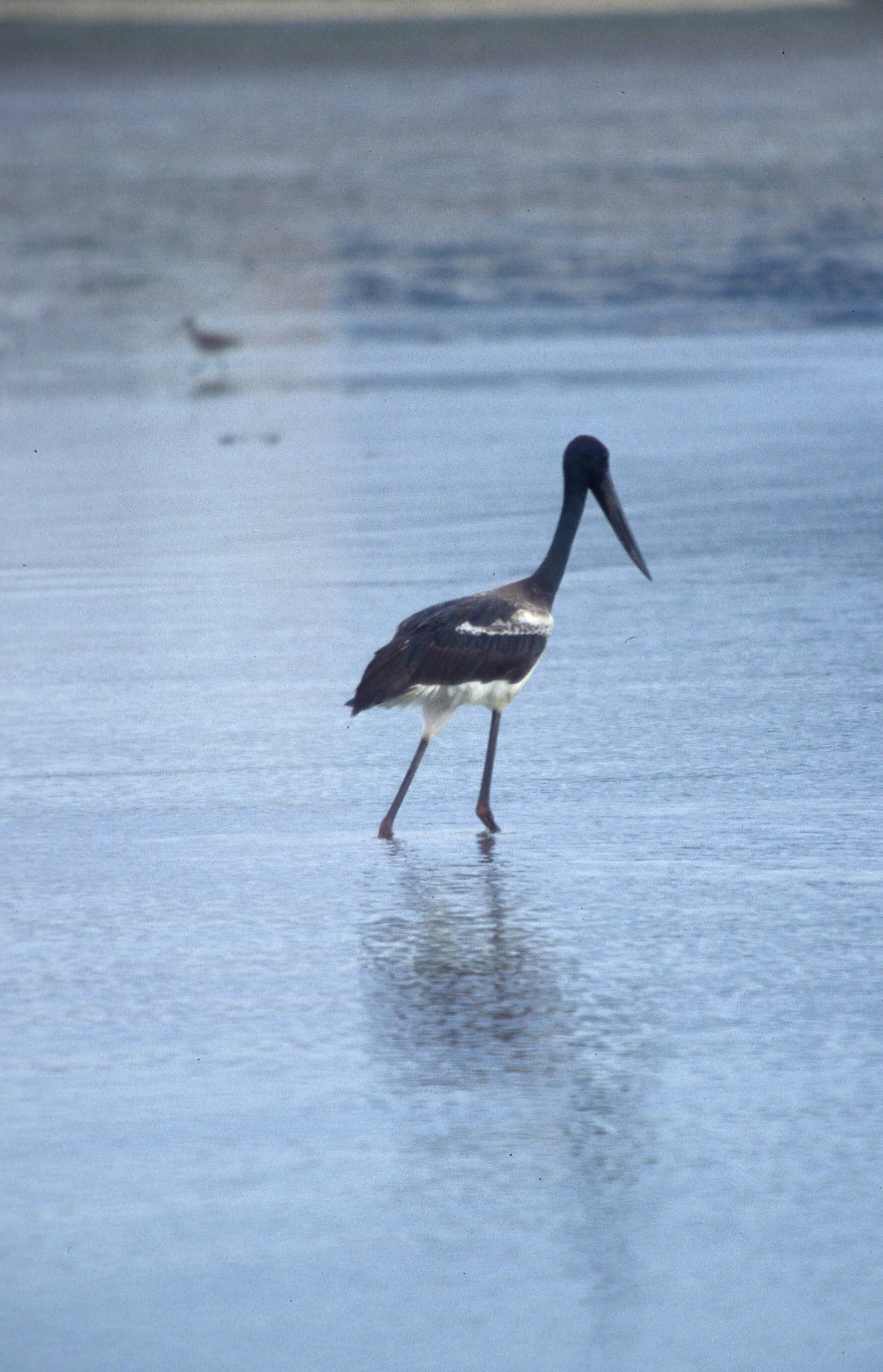 STORK - BLACK-NECKED STORK - Ephippiorhynchus asiaticus - MAGPIE GEESE -  DARTERS - CORMORANTS -  PIED HERONS - KAKADU (11).jpg