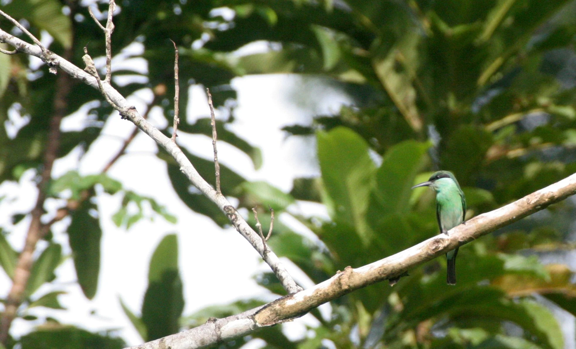 BIRD - BEE-EATER - BLUE-THROATED BEE-EATER - TABIN WILDLIFE RESERVE BORNEO (7).JPG