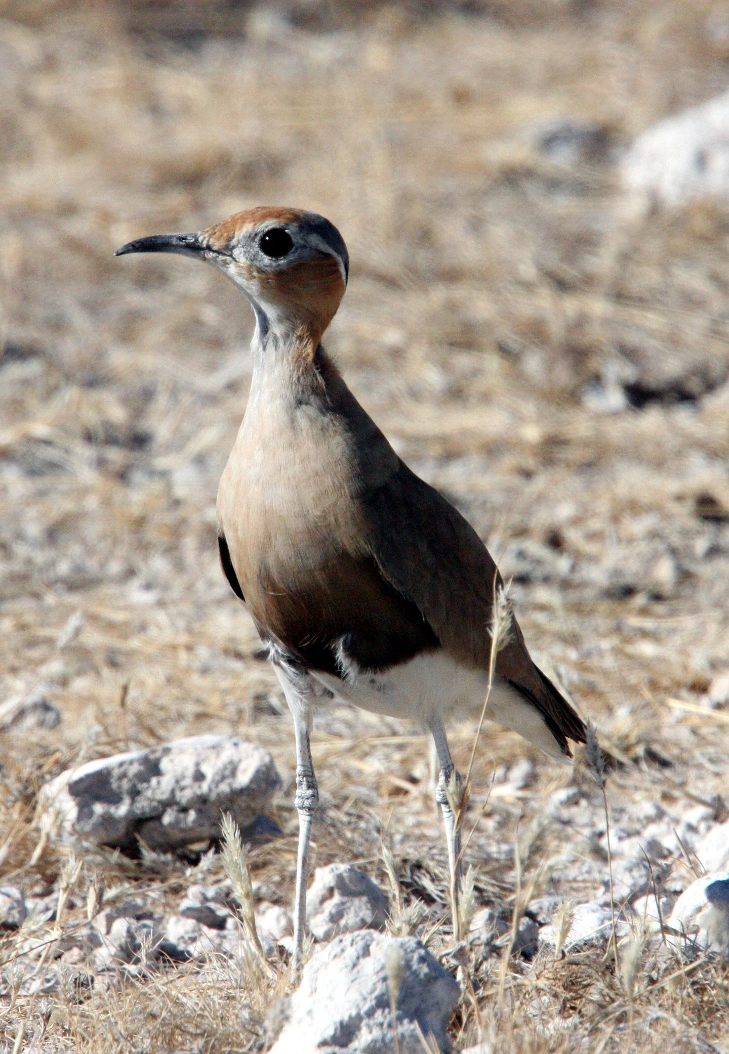 COURSER - BURCHELL'S COURSER - Cursorius rufus - ETOSHA NATIONAL PARK NAMIBIA (12).JPG