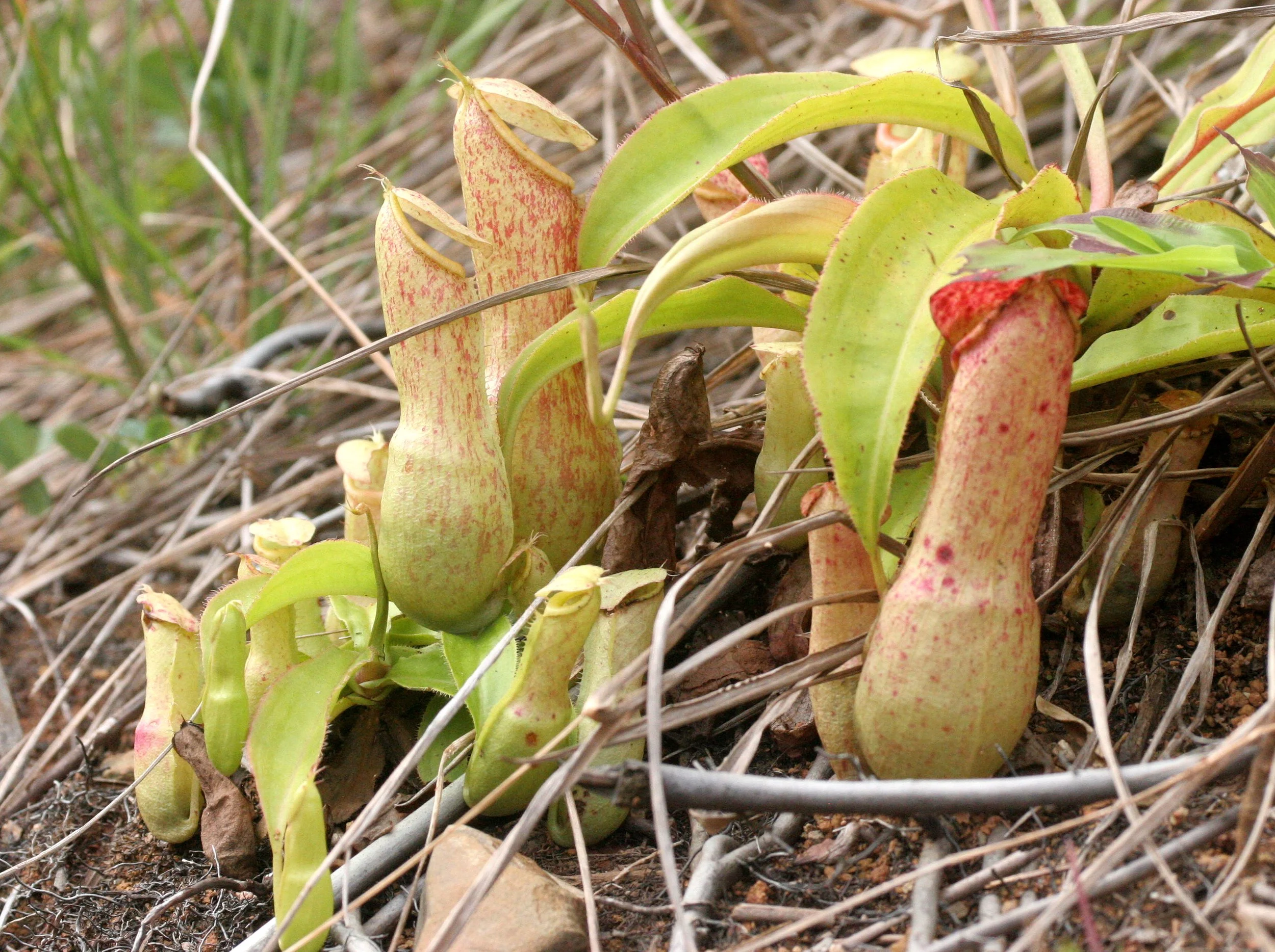 TABIN WILDLIFE RESERVE BORNEO - NEPENTHES SPECIES PITCHER PLANTS (2).JPG
