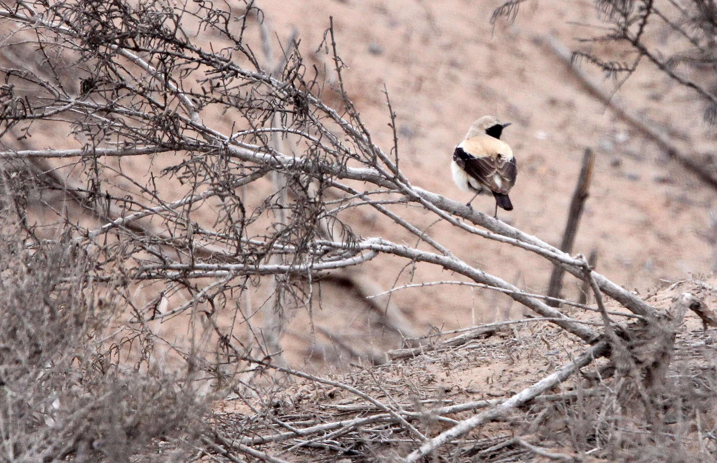 BIRD - WHEATEAR - DESERT WHEATEAR - WUTONG GOU DESERT ATTRACTION XINJIANG CHINA (1).JPG