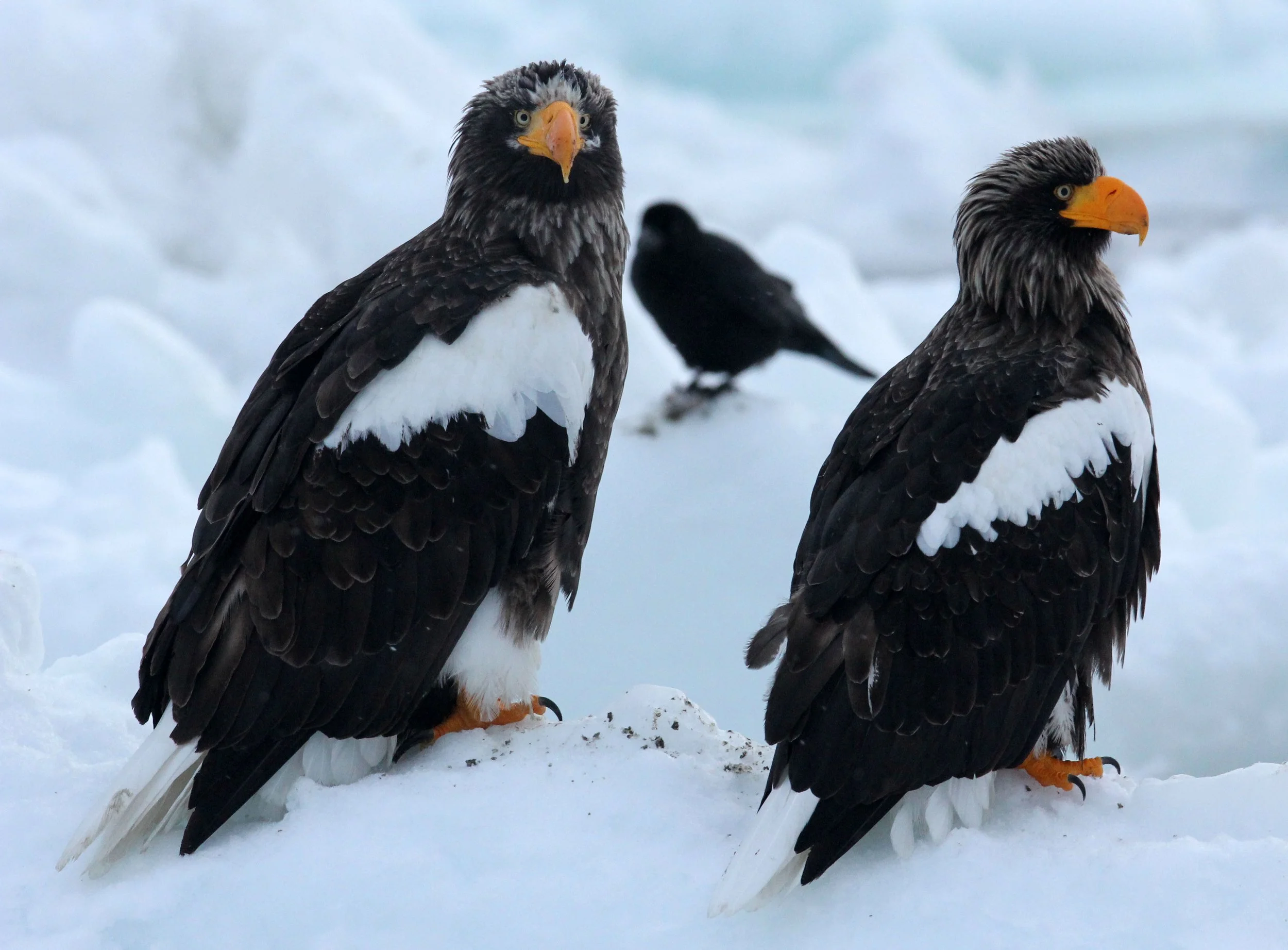 Haliaeetus pelagicus - STELLER'S SEA EAGLE - RAUSU, SHIRETOKO PENINSULA, HOKKAIDO JAPAN (308).JPG