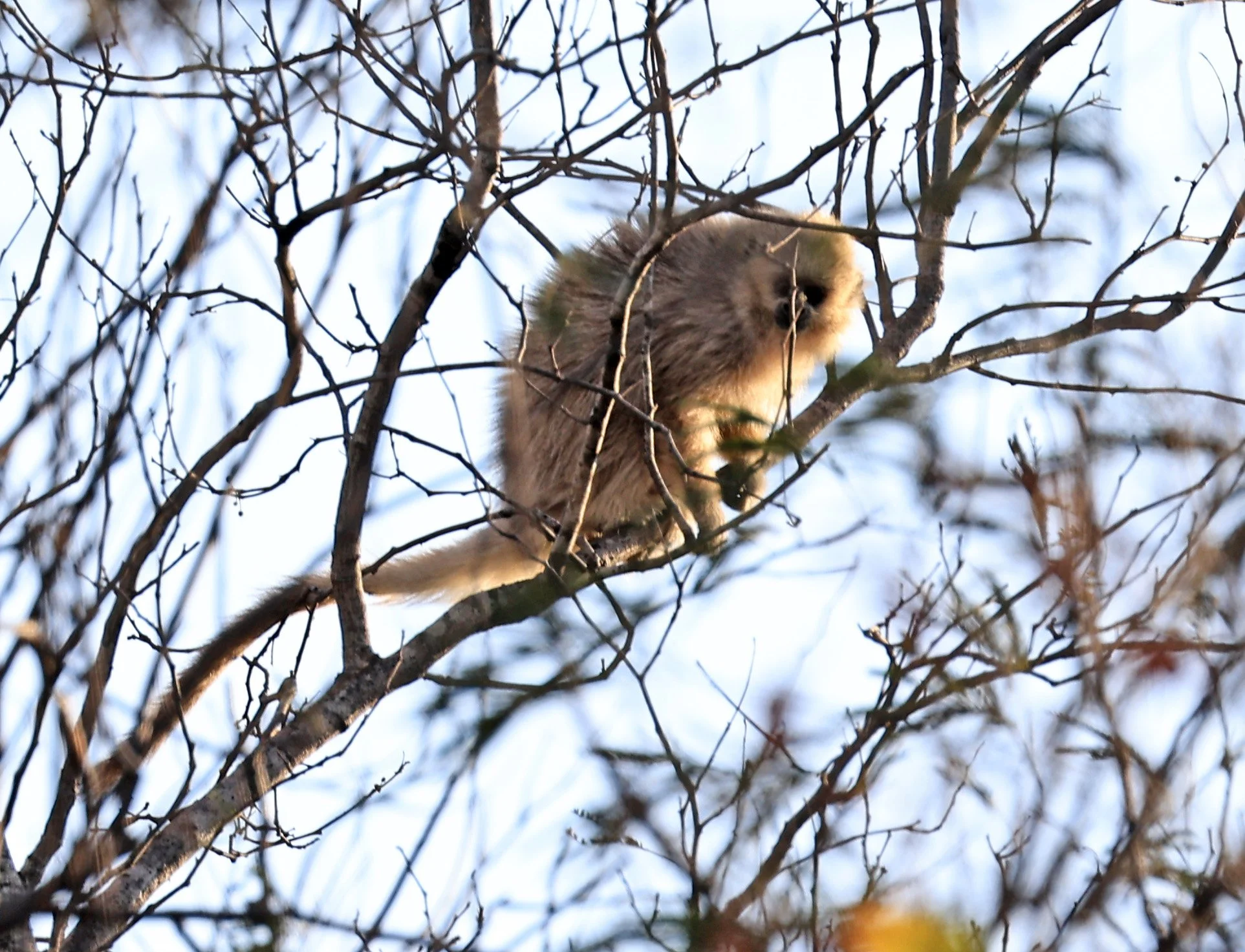 Chacoan Titi (Callicebus pallescens) Agua Dulce Paraguay (2).jpg