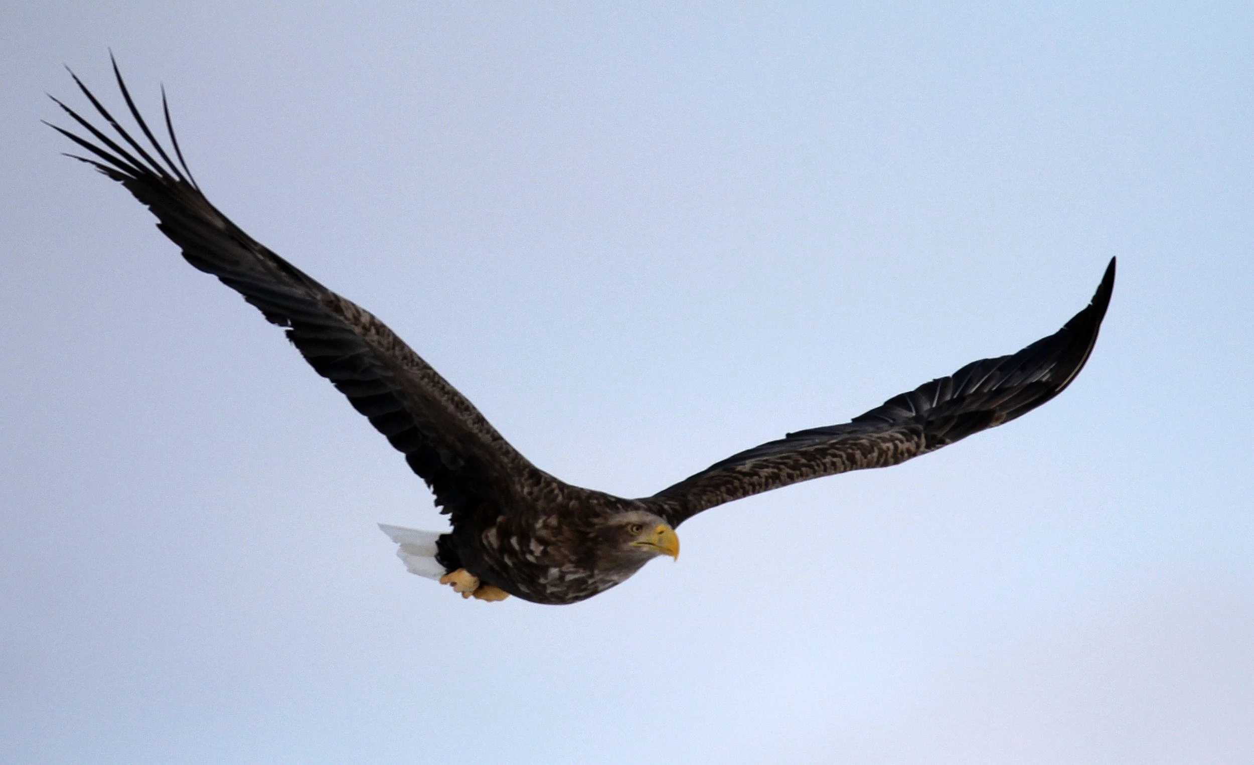 Haliaeetus albicilla - WHITE-TAILED EAGLE - AKAN INTERNATIONAL CRANE CENTER - HOKKAIDO JAPAN (24).JPG