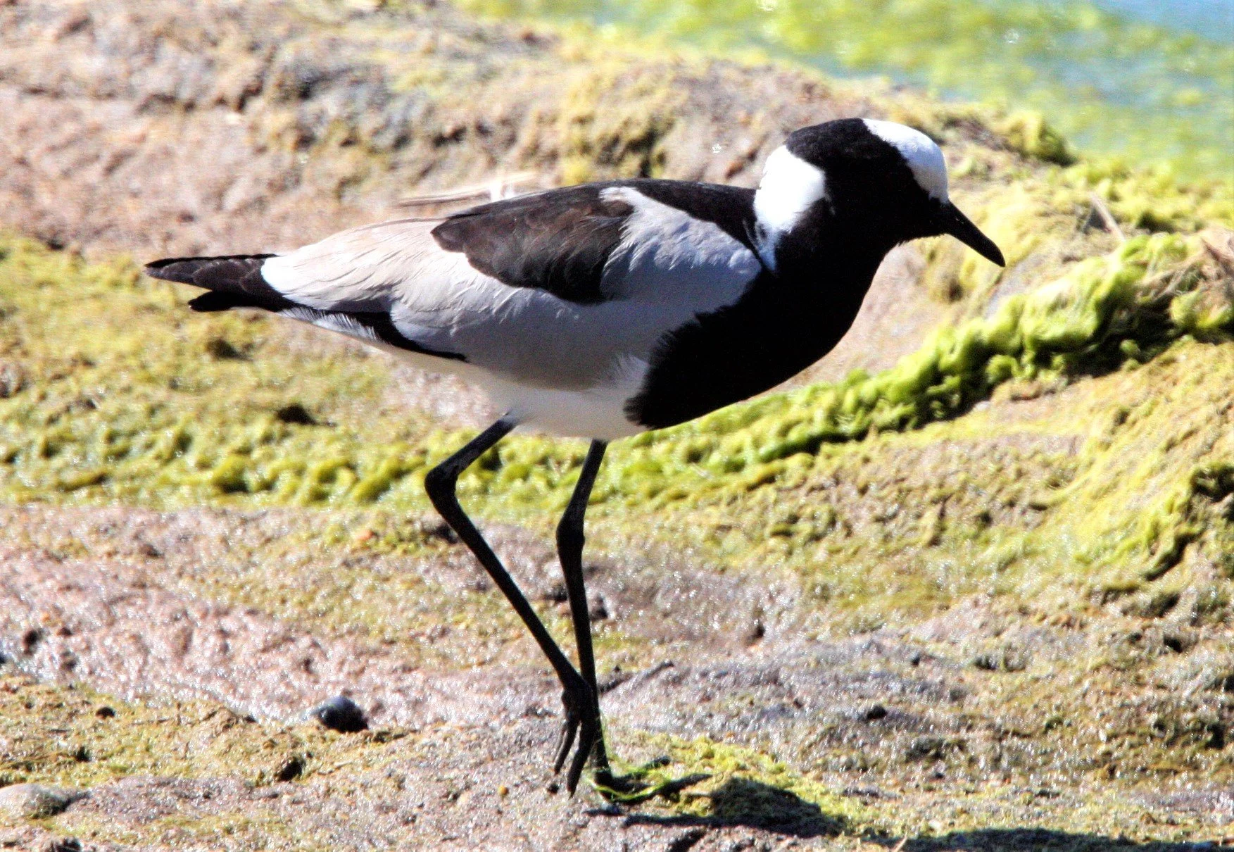 LAPWING - BLACKSMITH PLOVER OR LAPWING - Vanellus armatus - KRUGER NATIONAL PARK SOUTH AFRICA (1)a.jpg