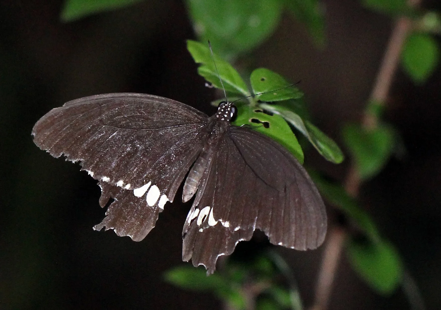 Papilionide - Atrophaneura adamsoni - Khao Yai National Park, Thailand