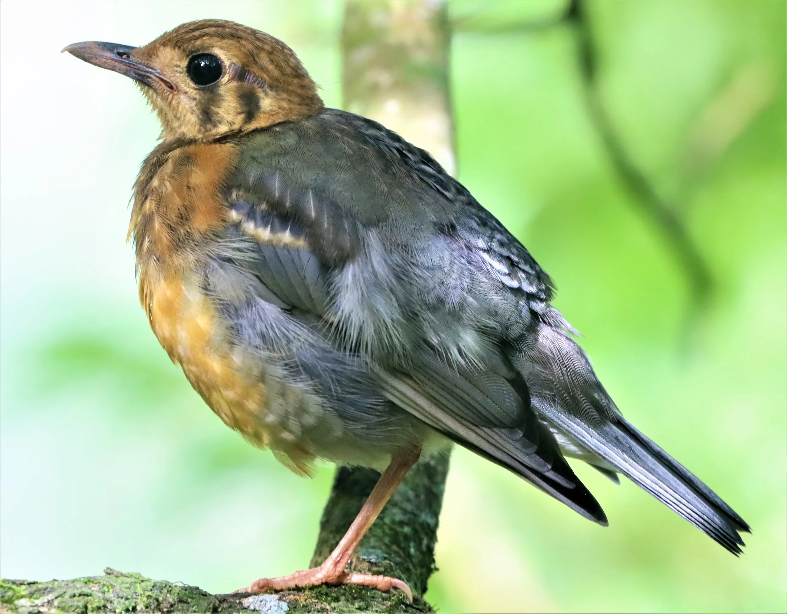 Orange-headed Thrush (Zoothera citrina) Doi Ang Kang Chiang Mai (35).jpg