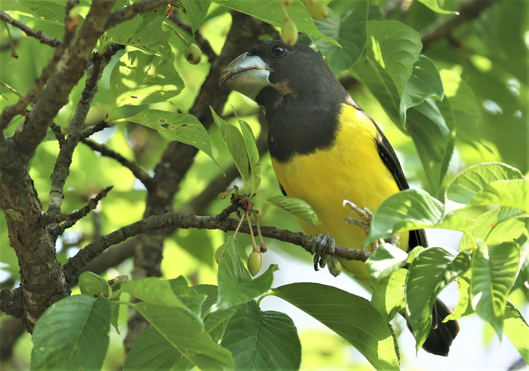Spot-winged Grosbeak (Mycerobas melanozanthos) Doi Ang Kang, Chiang Mai Thailand (138).jpg