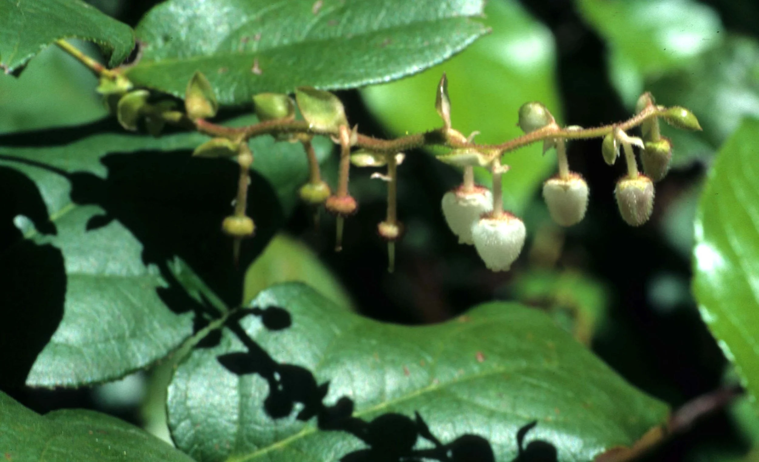 CALIFORNIA - REDWOODS NP - ERICACEAE - SALAL B.jpg