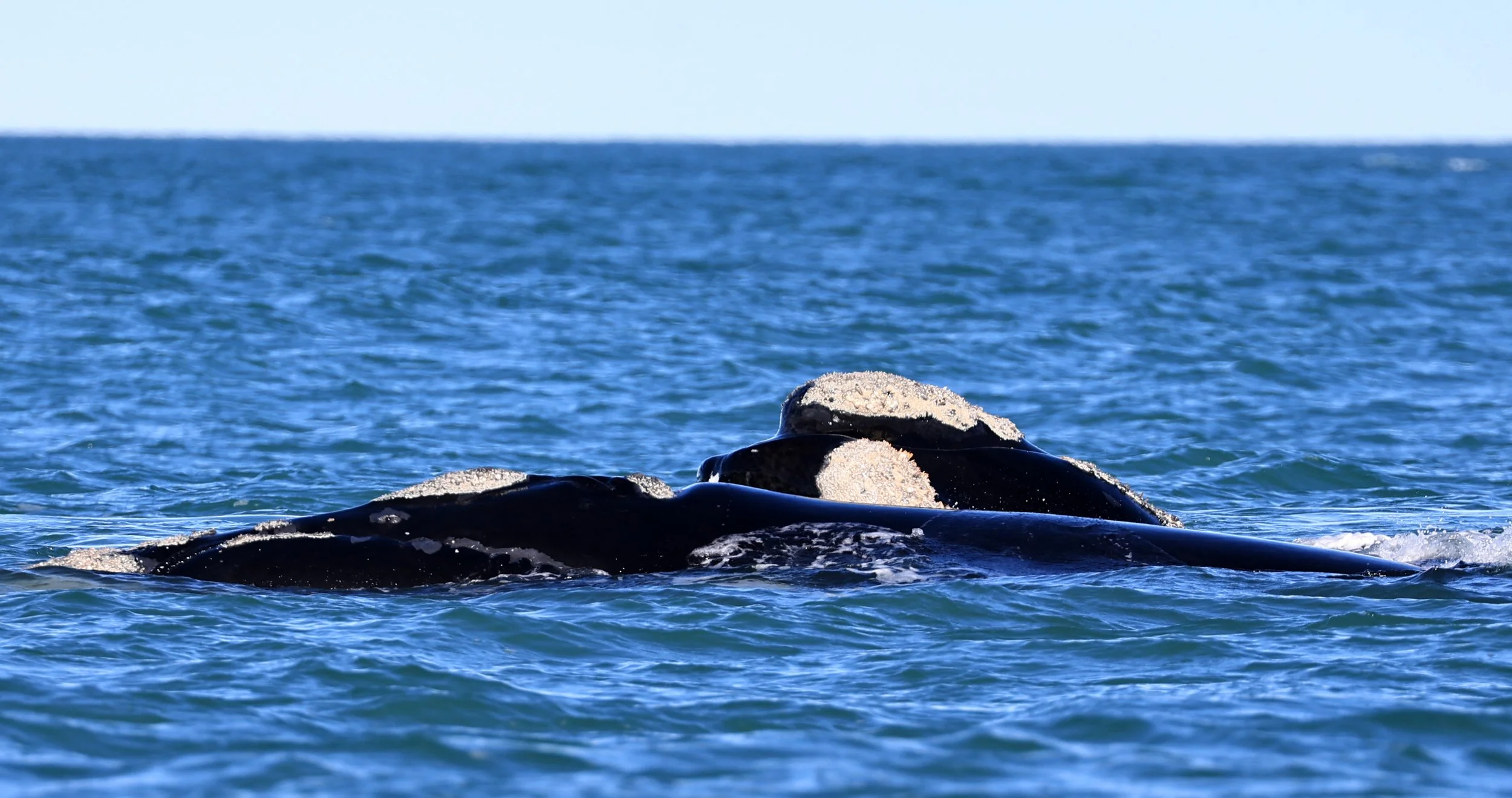 Southern Right Whale (Eubalaena australis) Puerto Rawson Argentina (26).jpg