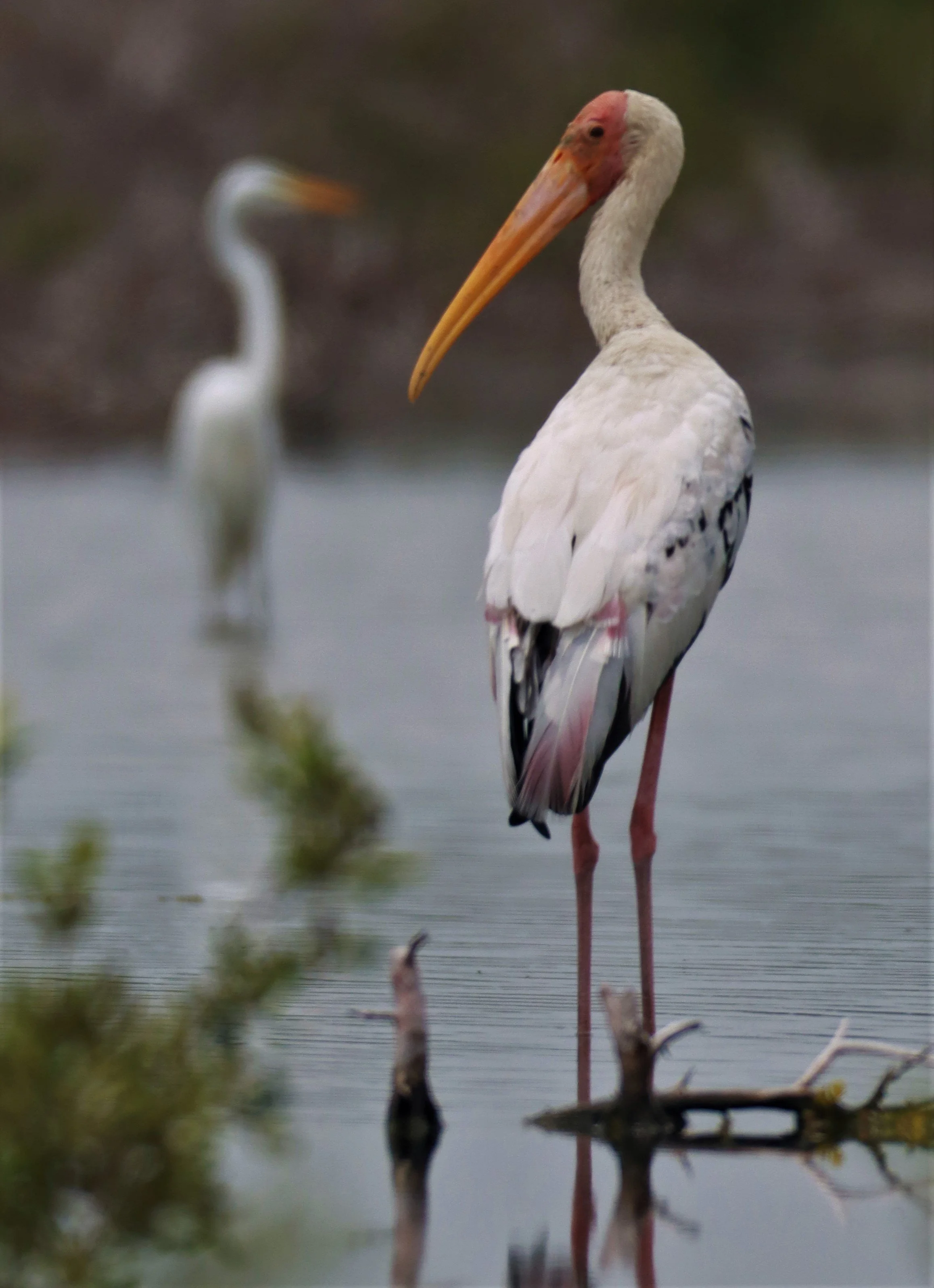 STORK - MILKY STORK HYBRID WITH PAINTED STORK - Milky X Painted (Mycteria cinerea X leucocephala) - KHLONG TAMRU CHONBURI (20).jpg