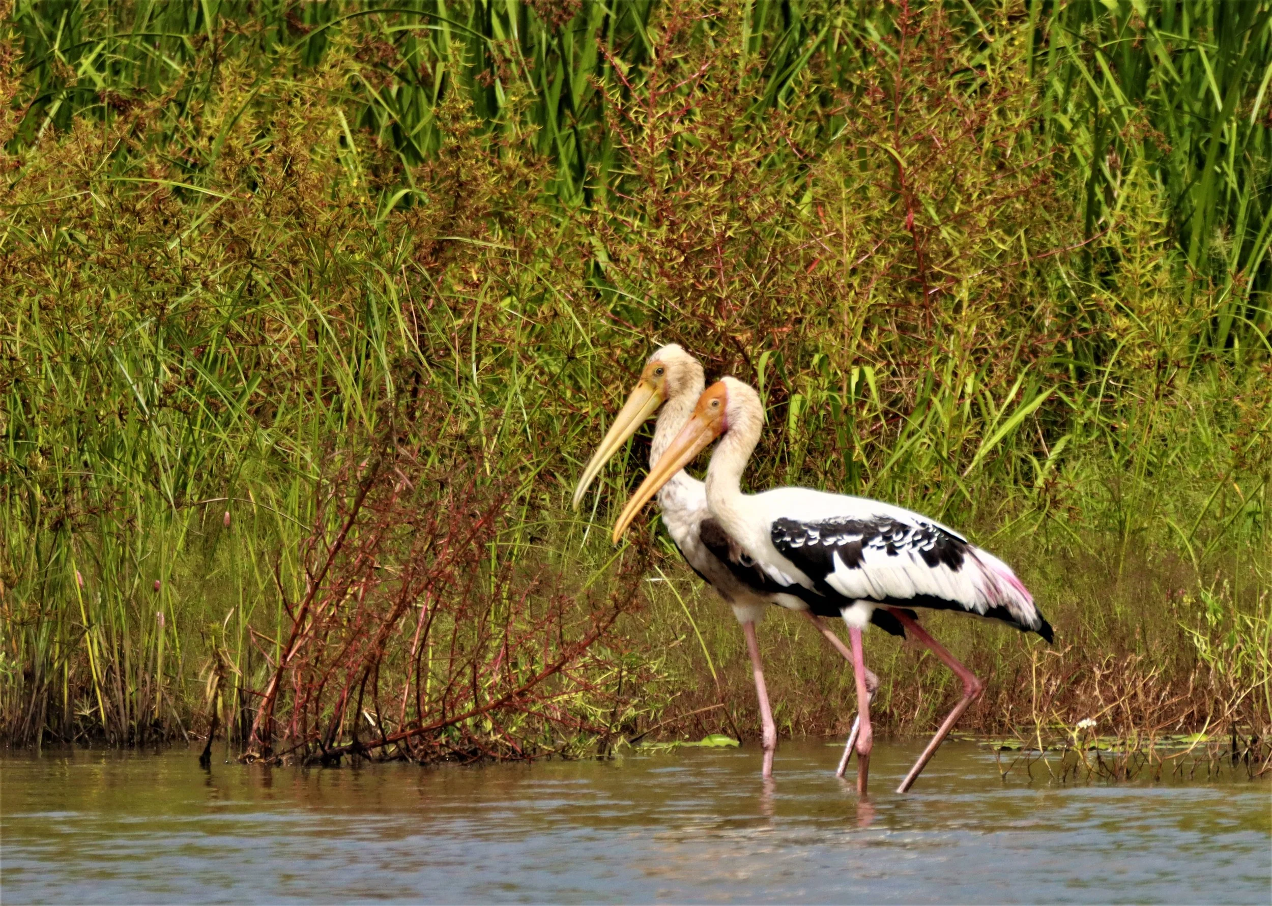 STORK - PAINTED STORK - Mycteria leucocephala - BUENG BORAPHET NAKHON SAWAN AUGUST 2021 (44).jpg