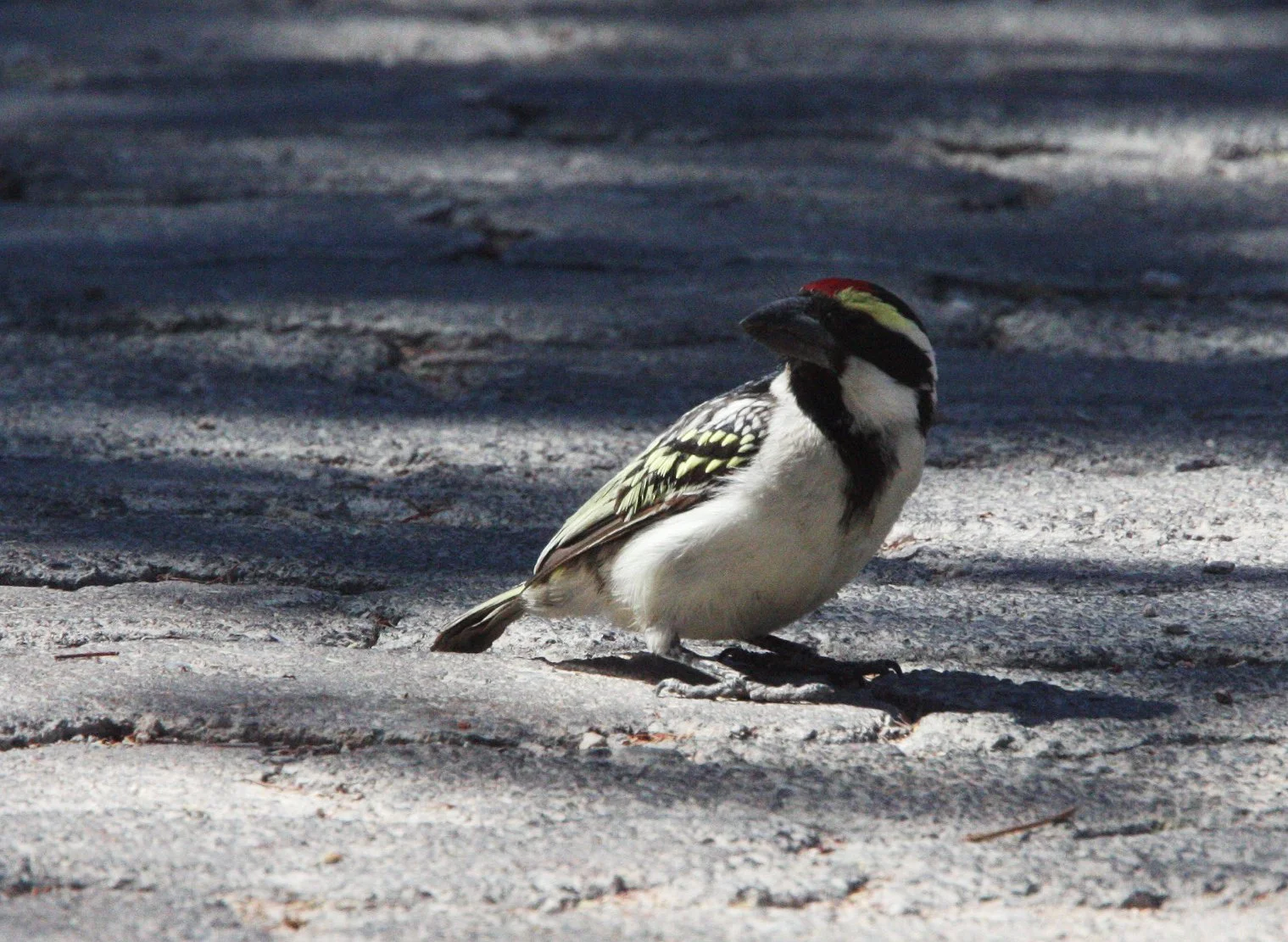 BARBET - ACACIA PIED BARBET - Tricholaema leucomelas - ETOSHA NATIONAL PARK NAMIBIA (2).JPG