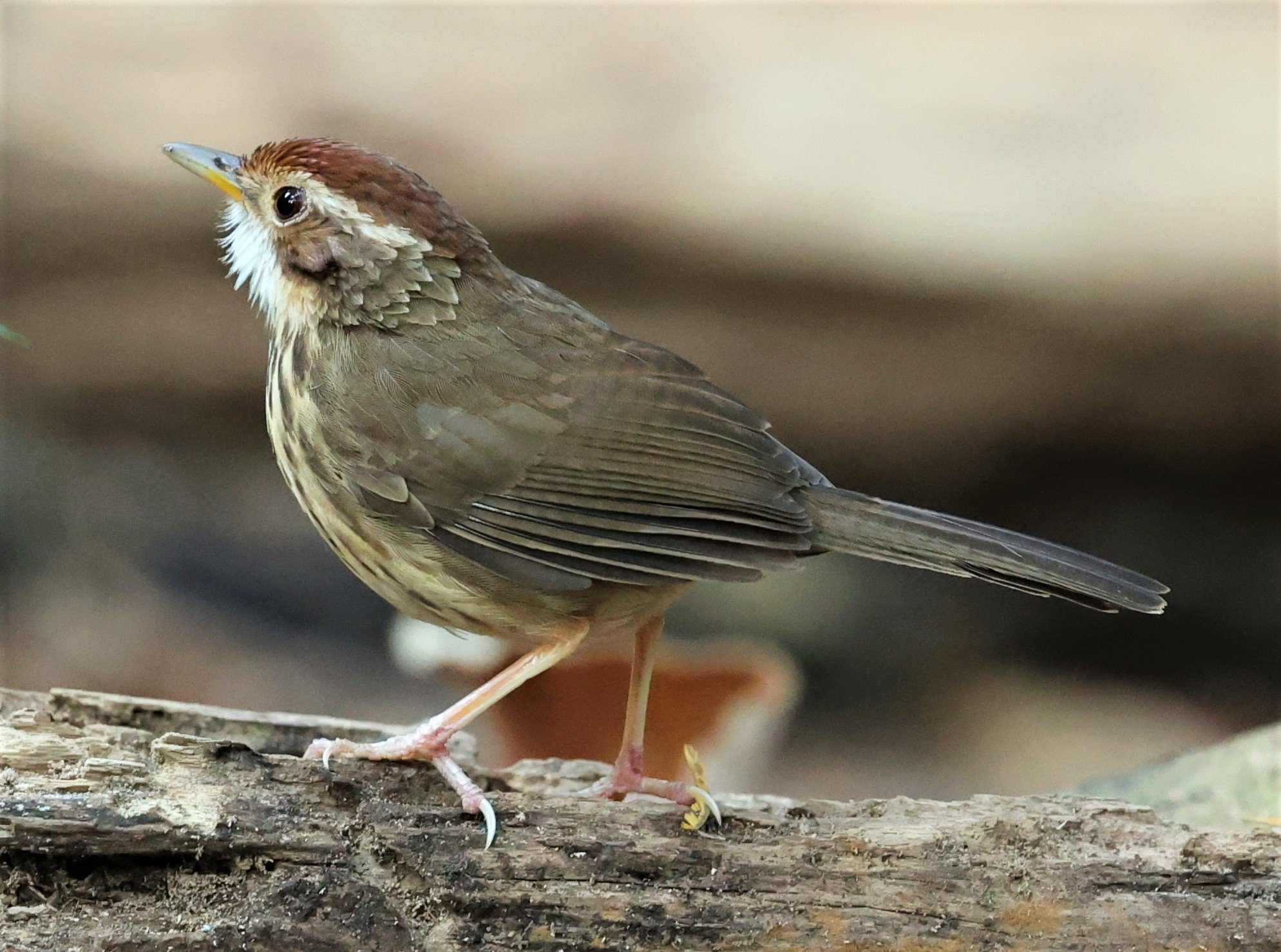 BABBLER - PUFF-THROATED BABBLER - Pellorneum ruficeps - PETCHABURI PROVINCE - NUY HIDE NEAR KAENG KRACHAN JAN 2022 (8).jpg