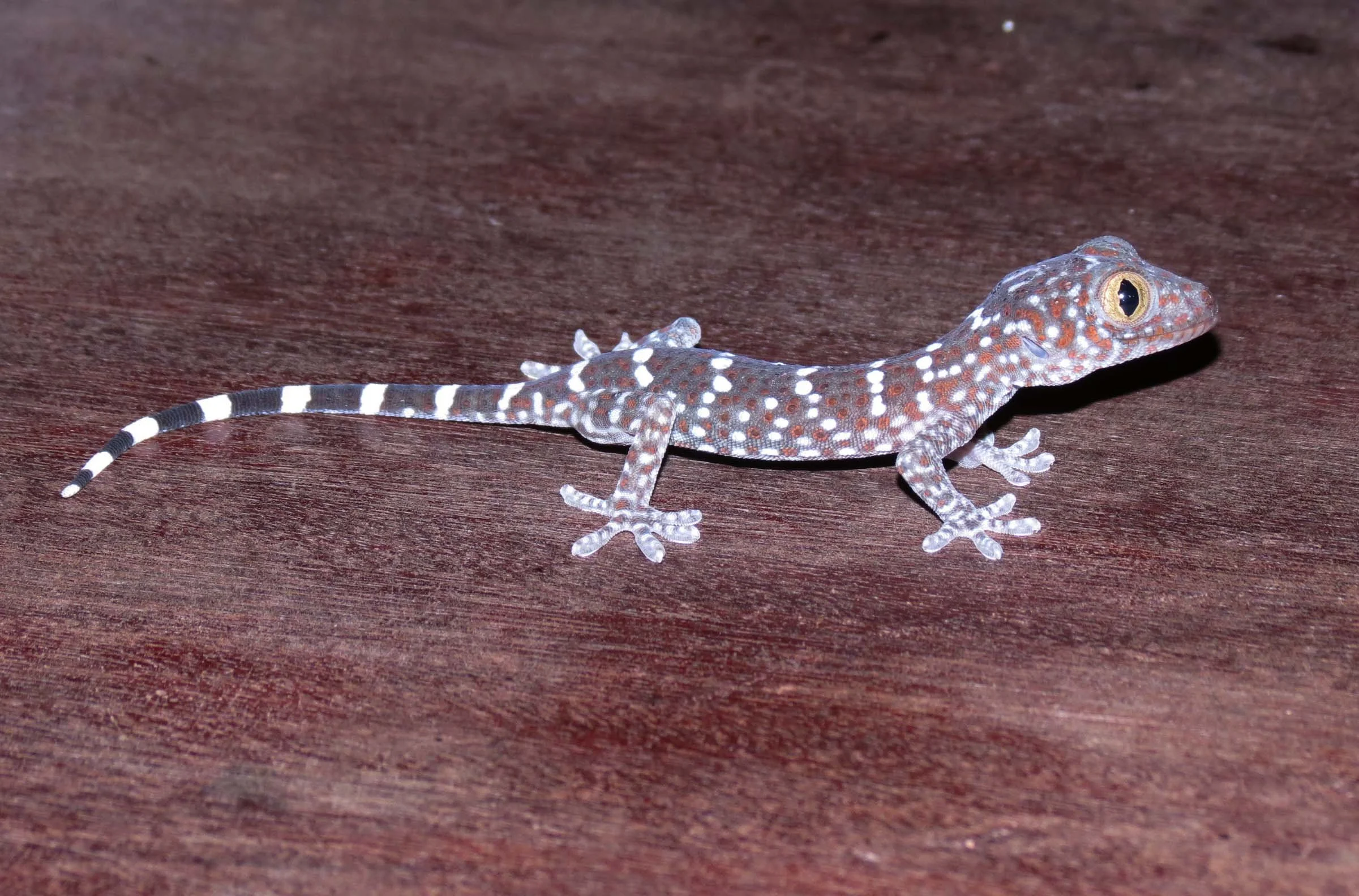 2016 Koh Lanta TheOtherSideVillas - Nature at our Home (130).JPG