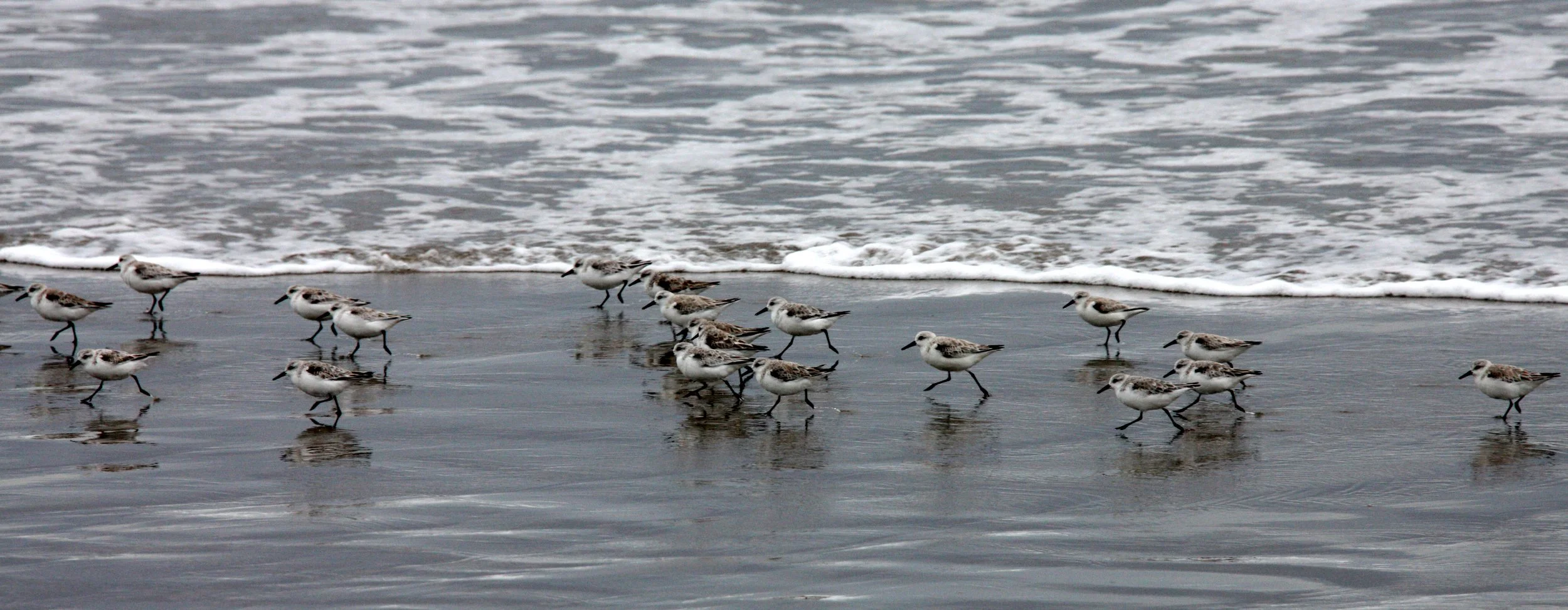 BIRD - SANDERLINGS - SUNSET BEACH STATE BEACH CALIFORNIA (2).JPG