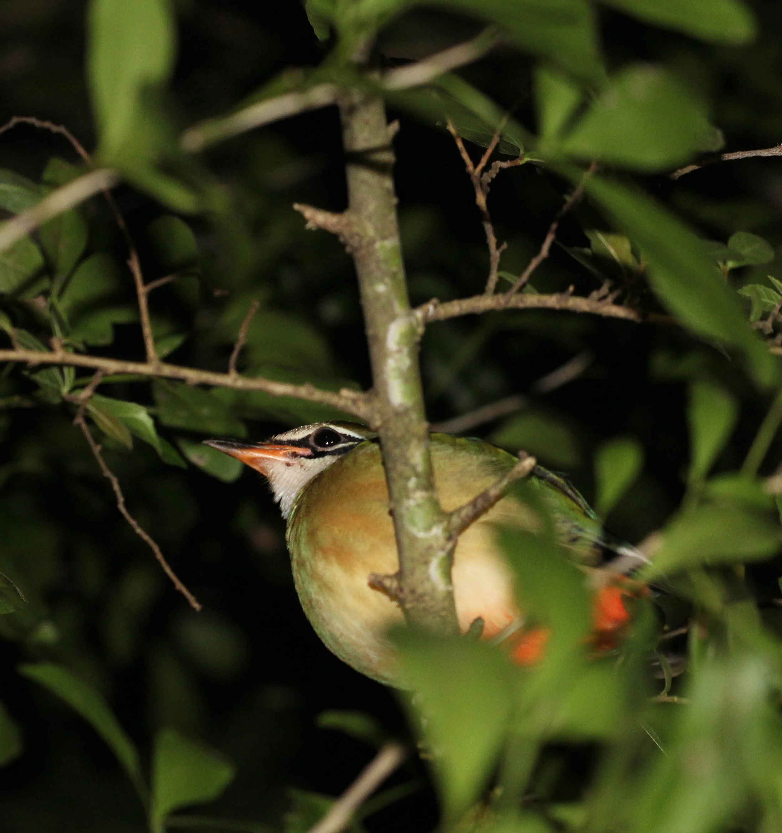 BIRD - PITTA - INDIAN PITTA - SIRIGIYA FOREST AND FORTRESS AREA SRI LANKA - PHOTO BY SOM SMITH (3).JPG