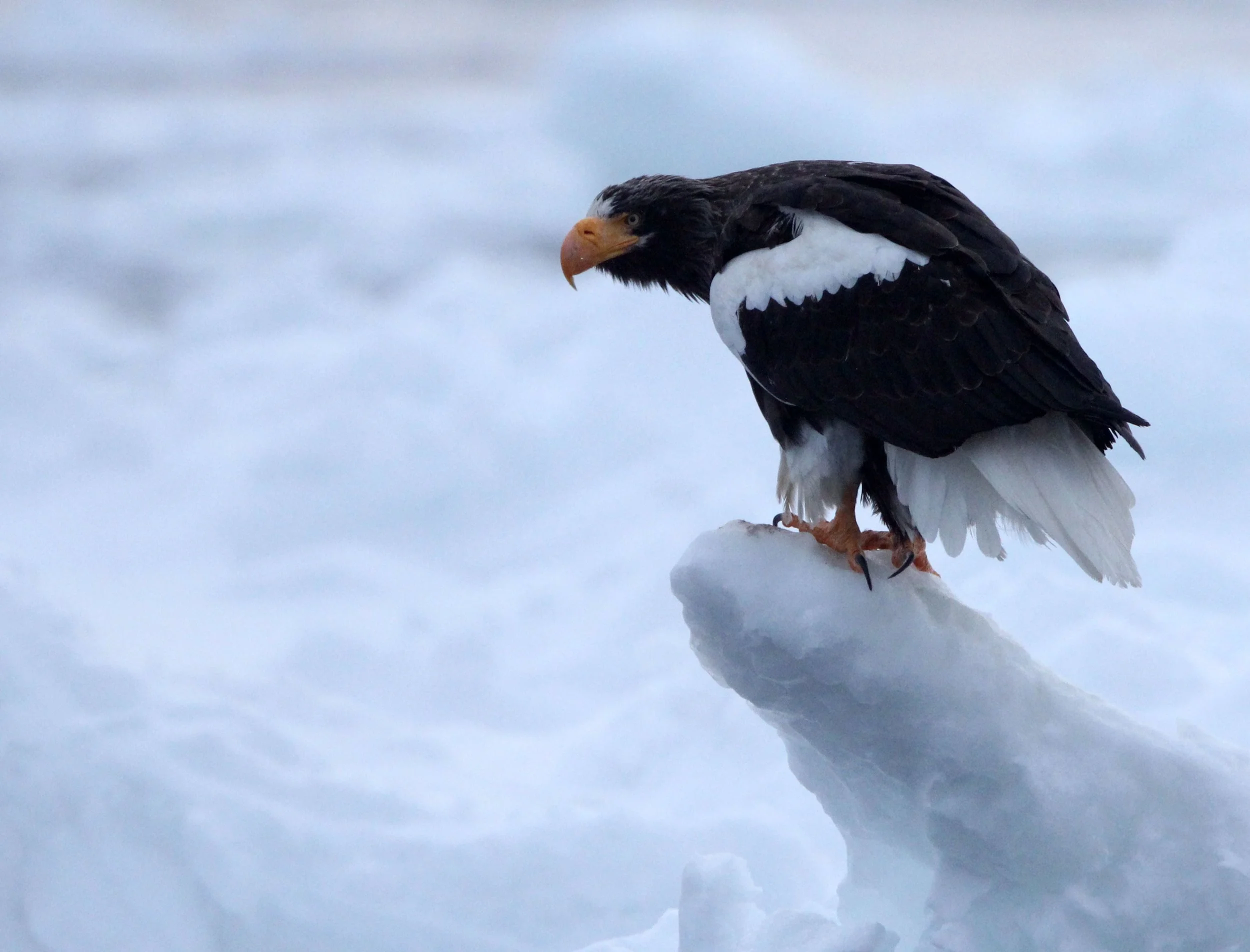 Haliaeetus pelagicus - STELLER'S SEA EAGLE - RAUSU, SHIRETOKO PENINSULA, HOKKAIDO JAPAN (162).JPG