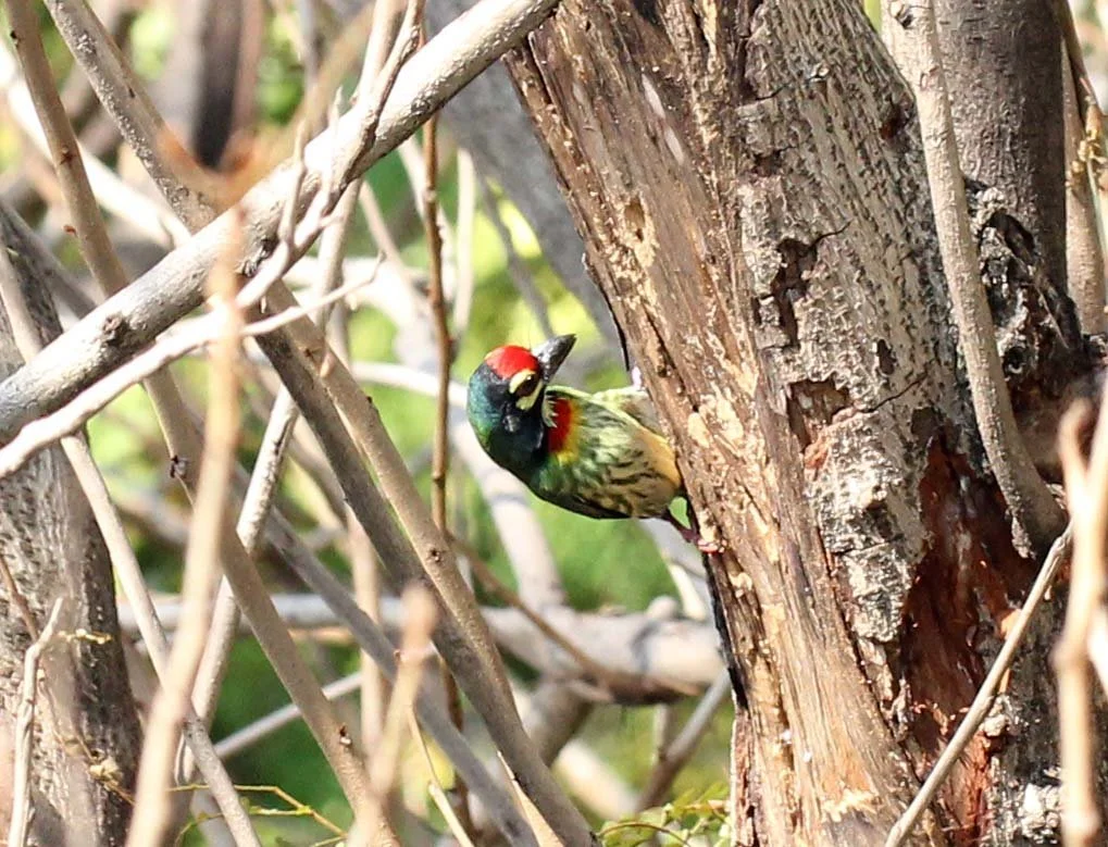 BARBET - COPPERSMITH BARBET - Megalaima haemacephala - ISB CAMPUS NONTHABURI (14).JPG