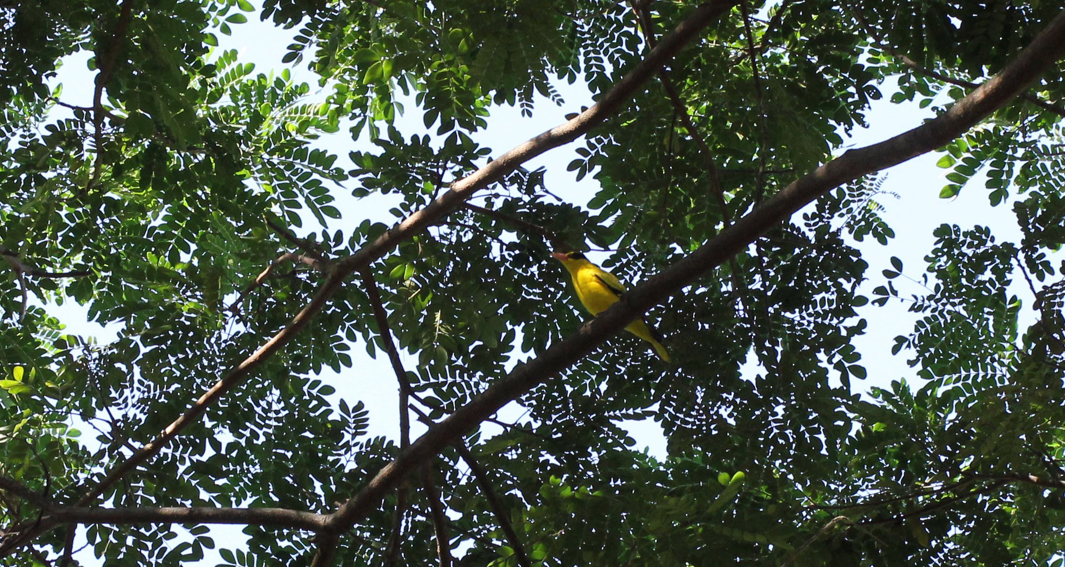 Black-napped Oriole (Oriolus chinensis) Nonthaburi Thailand (5).JPG