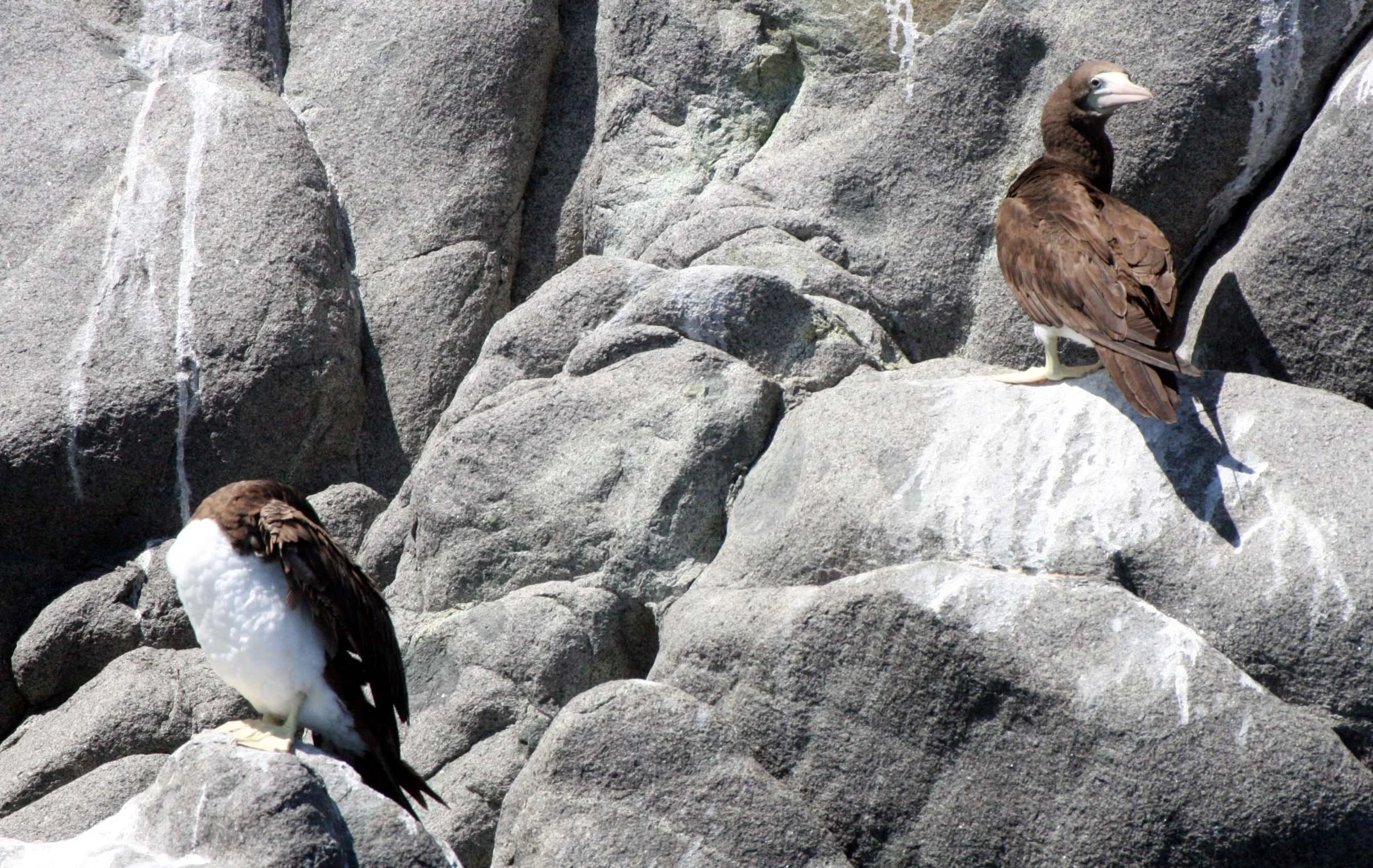 Brown Booby (Sula leucogaster) Santa Catalina Island Baja Mexico (30).JPG