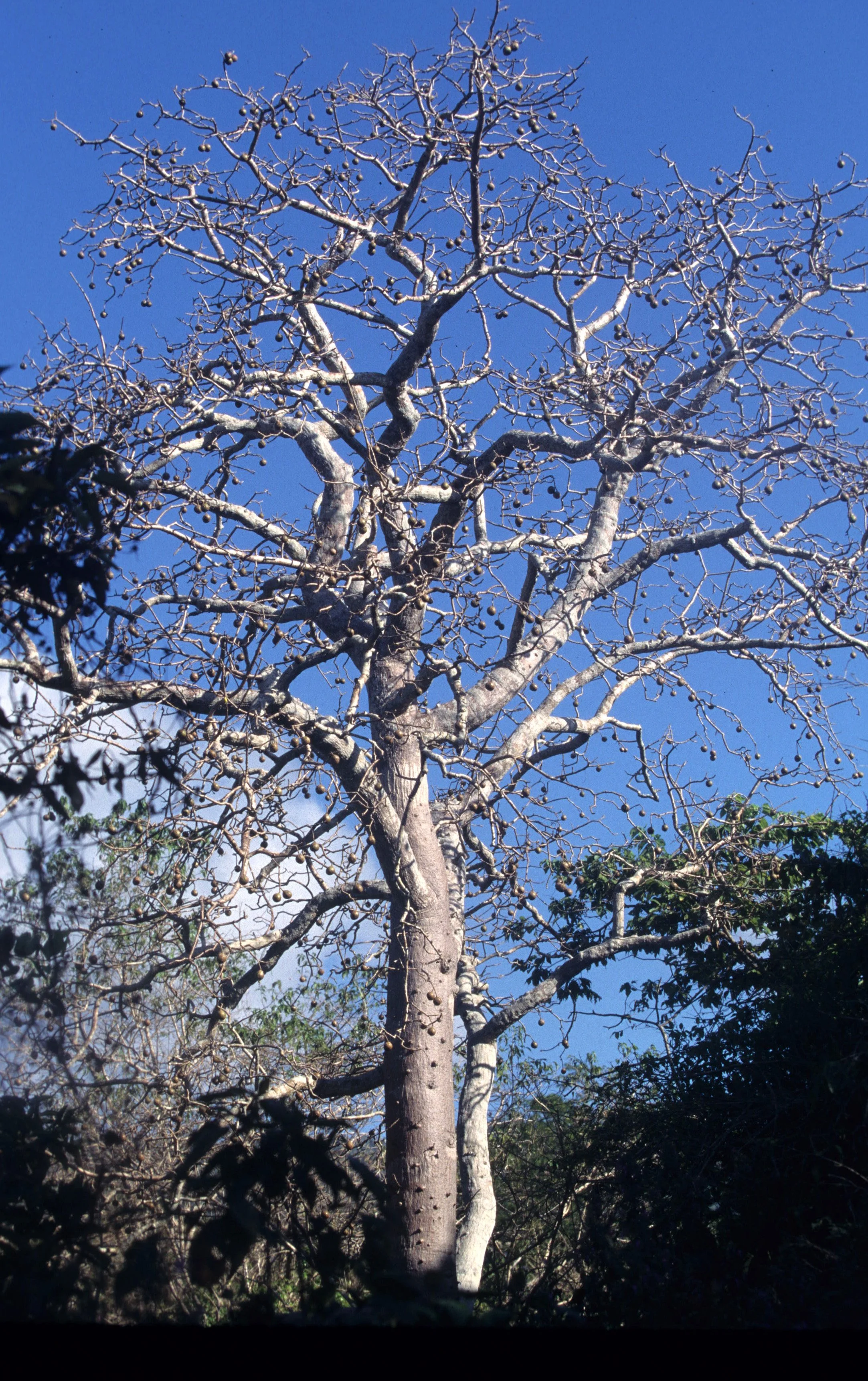 KOMODO - PLANT SPECIES C.jpg