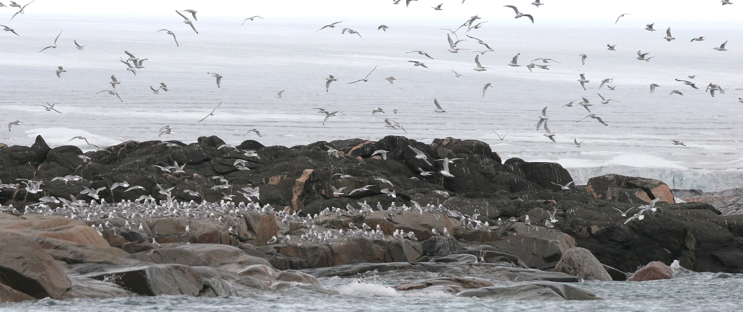 BIRD - TERN - ARCTIC TERN - SVALBARD (33).jpg
