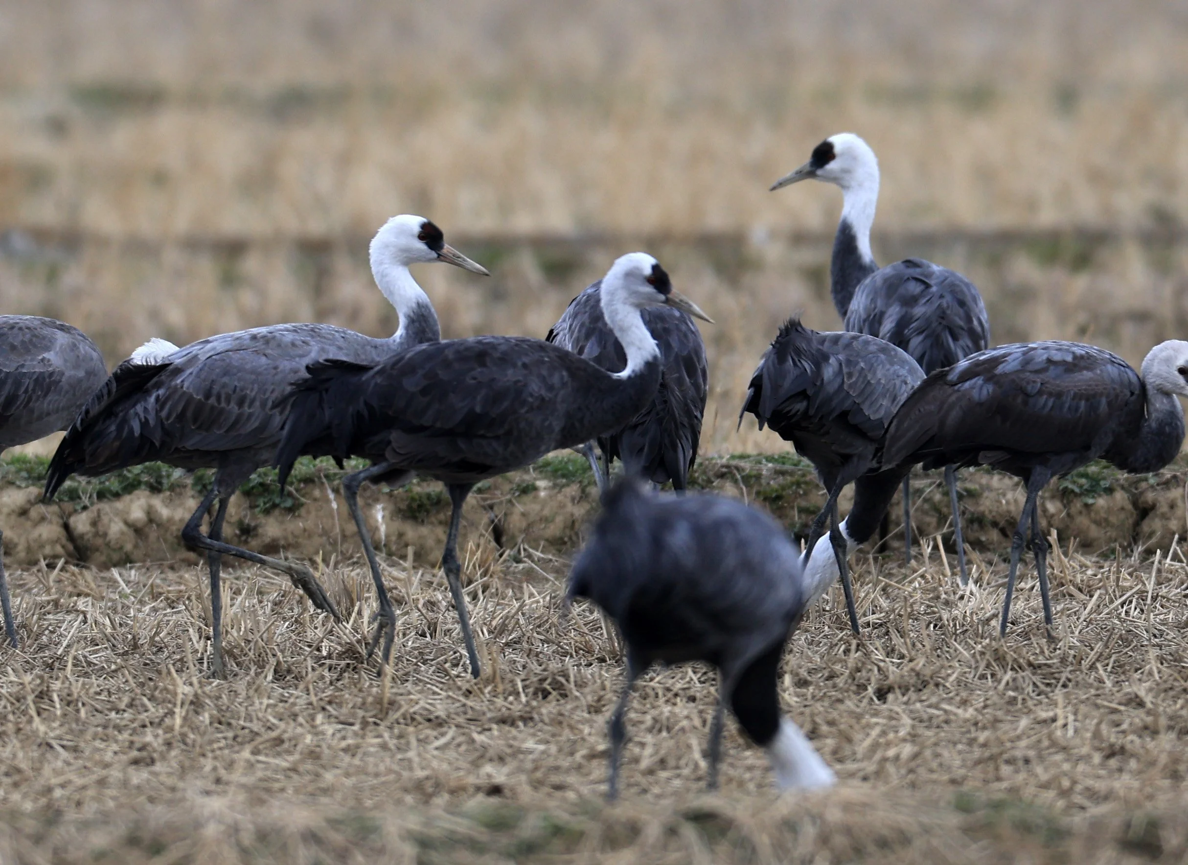 Hooded Crane (Grus monacha) Izumi Crane Park & Center, Izumi Kagoshima Kyushu Japan (90).jpg