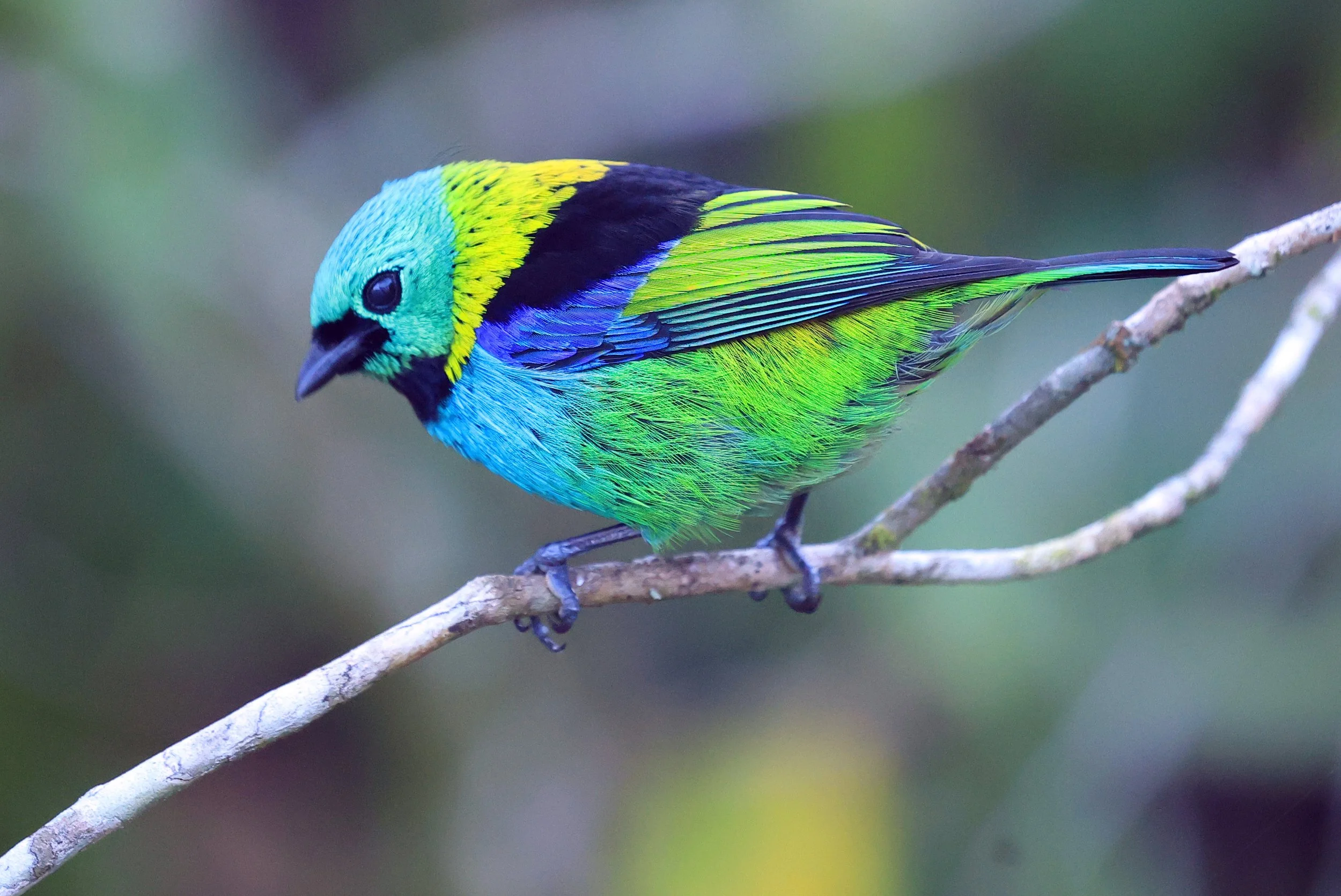 Green-headed Tanager (Tangara seledon)  Superagui National Park, Brazil (199).jpg