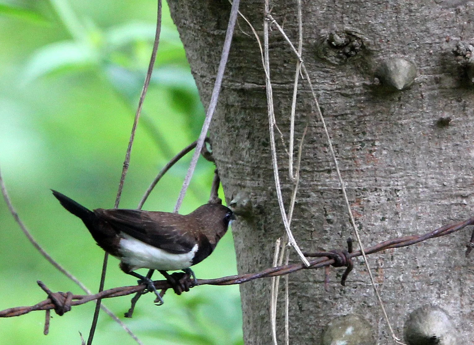 Black-throated Munia (Lonchura kelaarti) Sigiriya Forest Sri Lanka