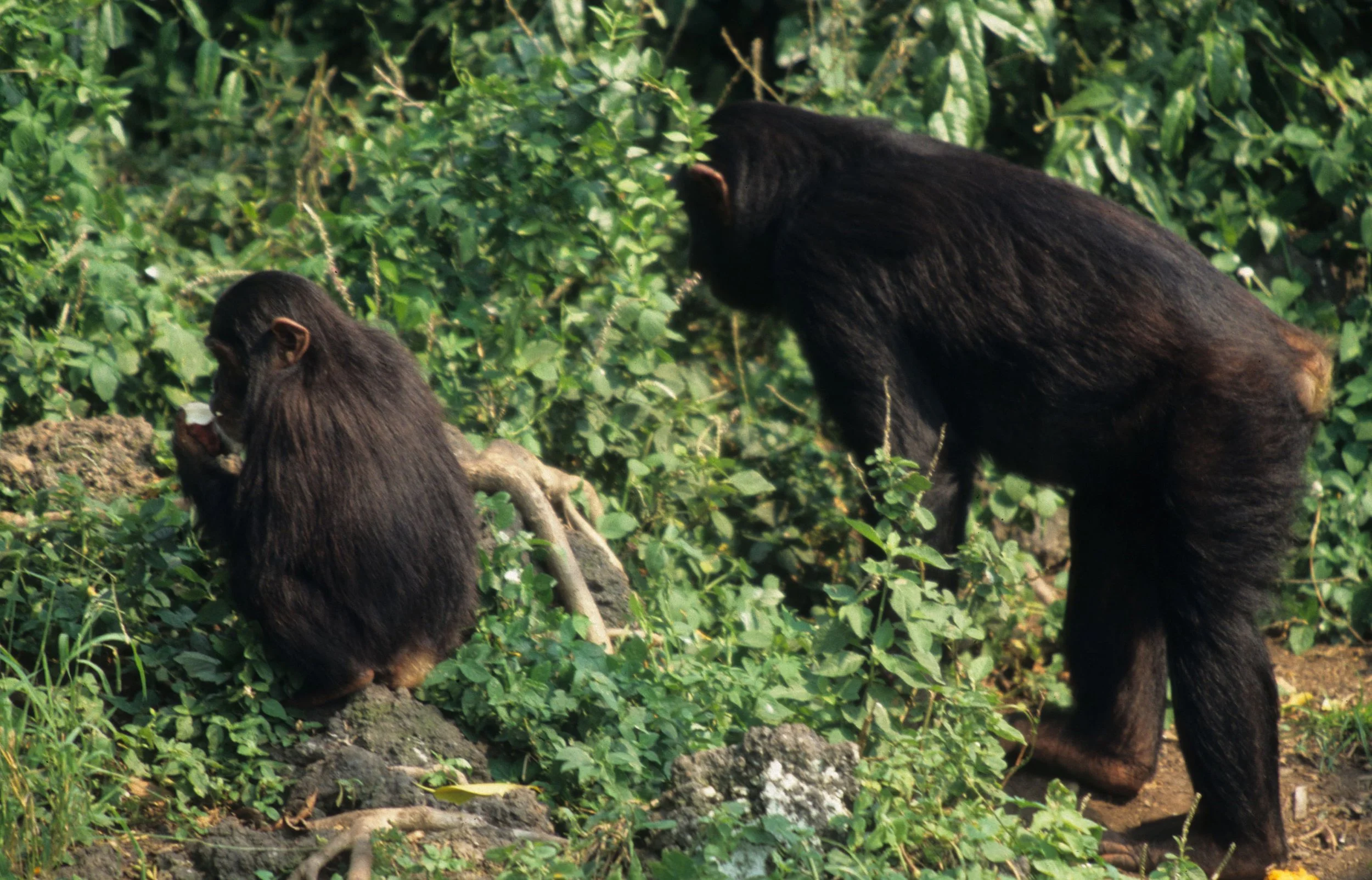 PRIMATE - CHIMP - UGANDA 14.jpg
