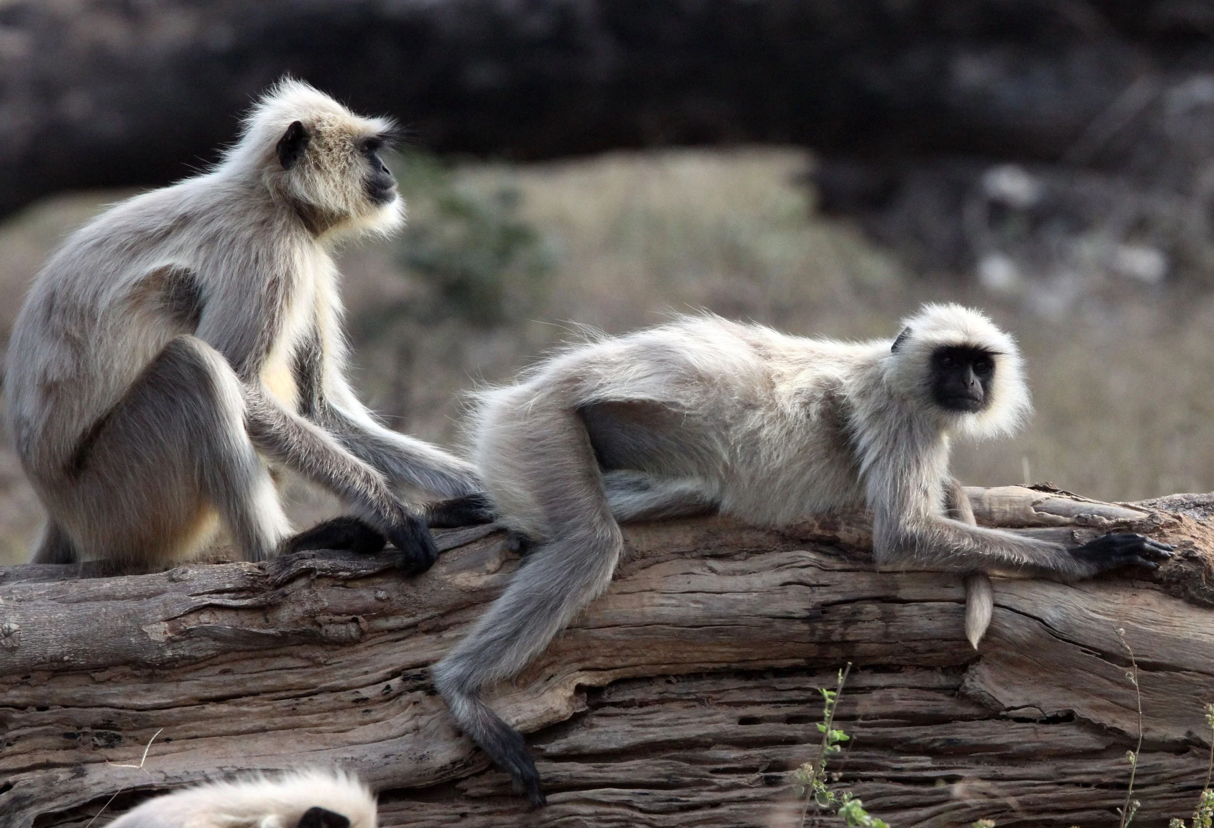 CERCOPITHECIDAE - Semnopithecus entellus - BENGAL SACRED (HANUMAN NORTHERN PLAINS GREY) LANGUR - BANDHAVGAR NATIONAL PARK MADHYA PRADESH INDIA (5).JPG