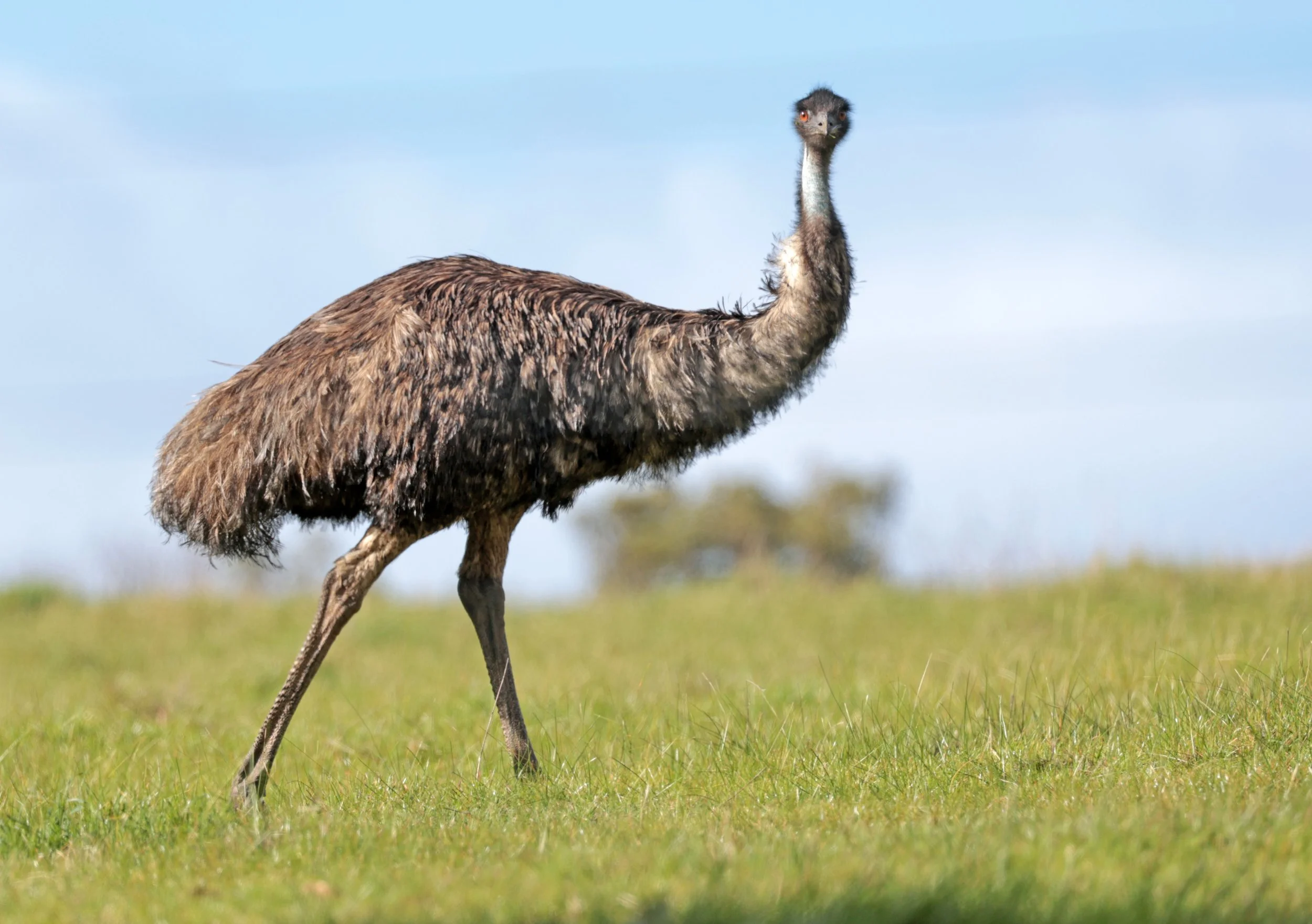 Emu (Dromaius novaehollandiae) Mt Frankland NP - Western Australia (50).jpg