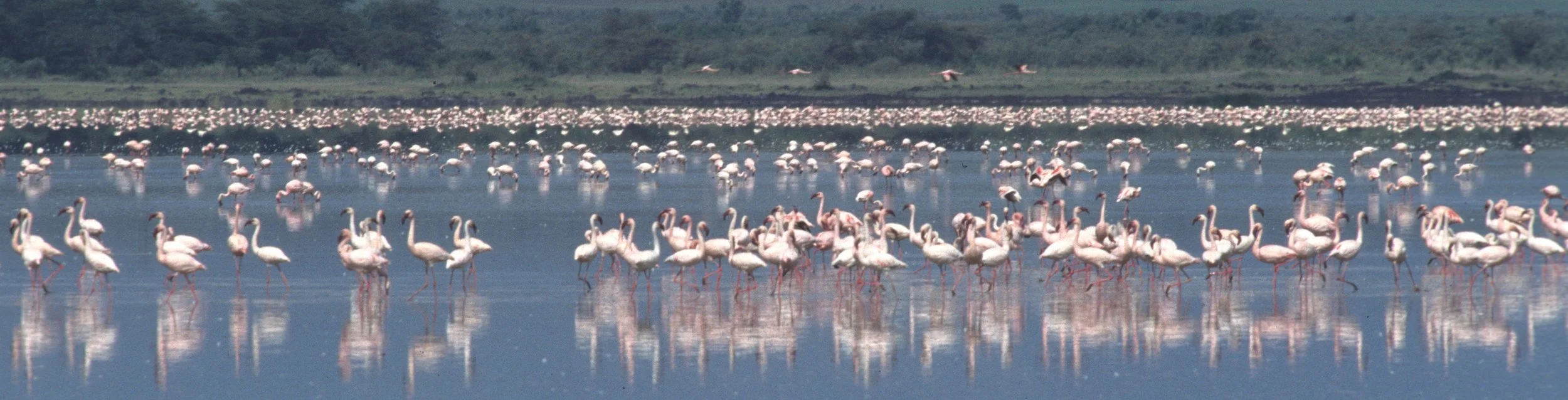 BIRDS - FLAMINGOS - ELEMENTAITA A.jpg
