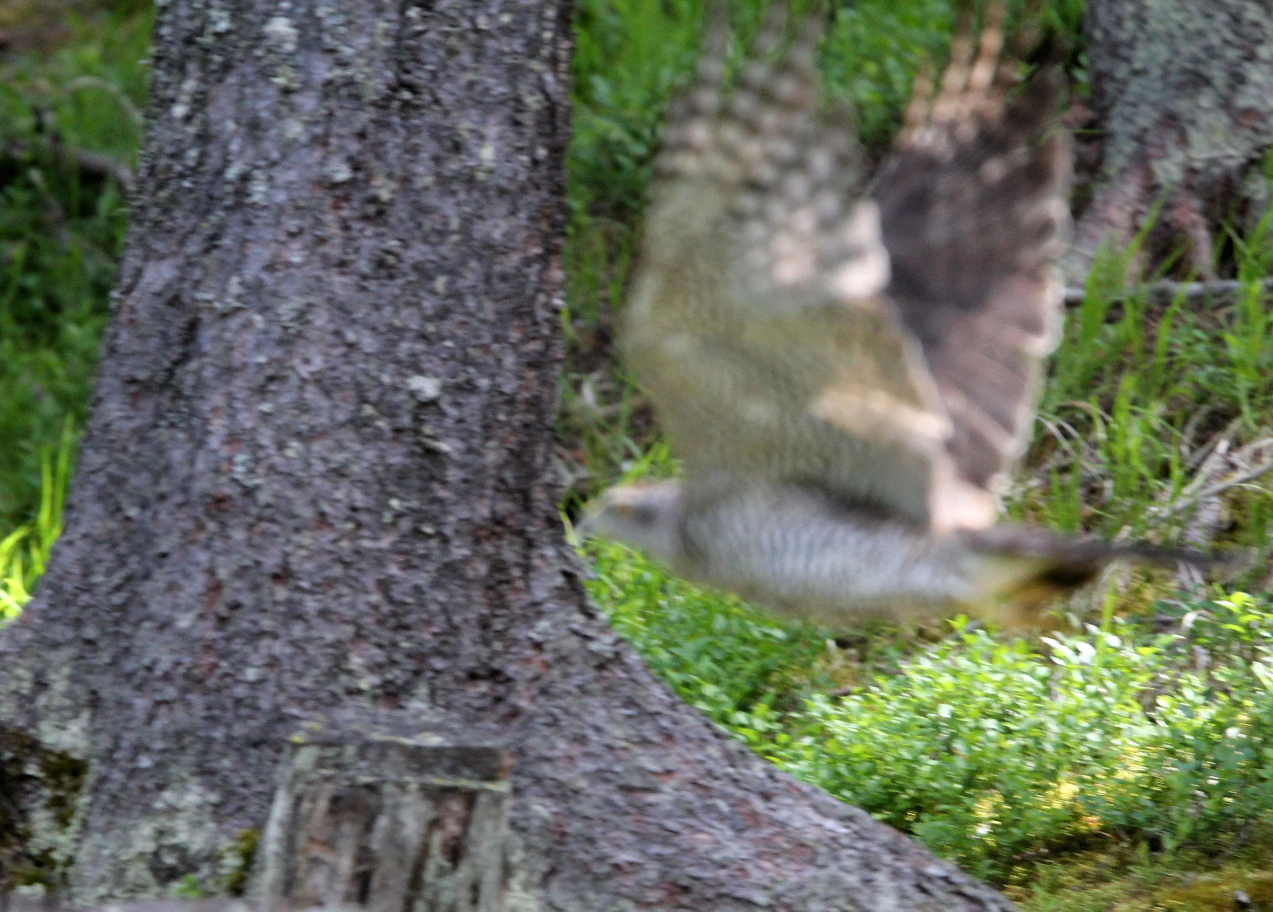 STELVIO NATIONAL PARK ITALY (157).JPG