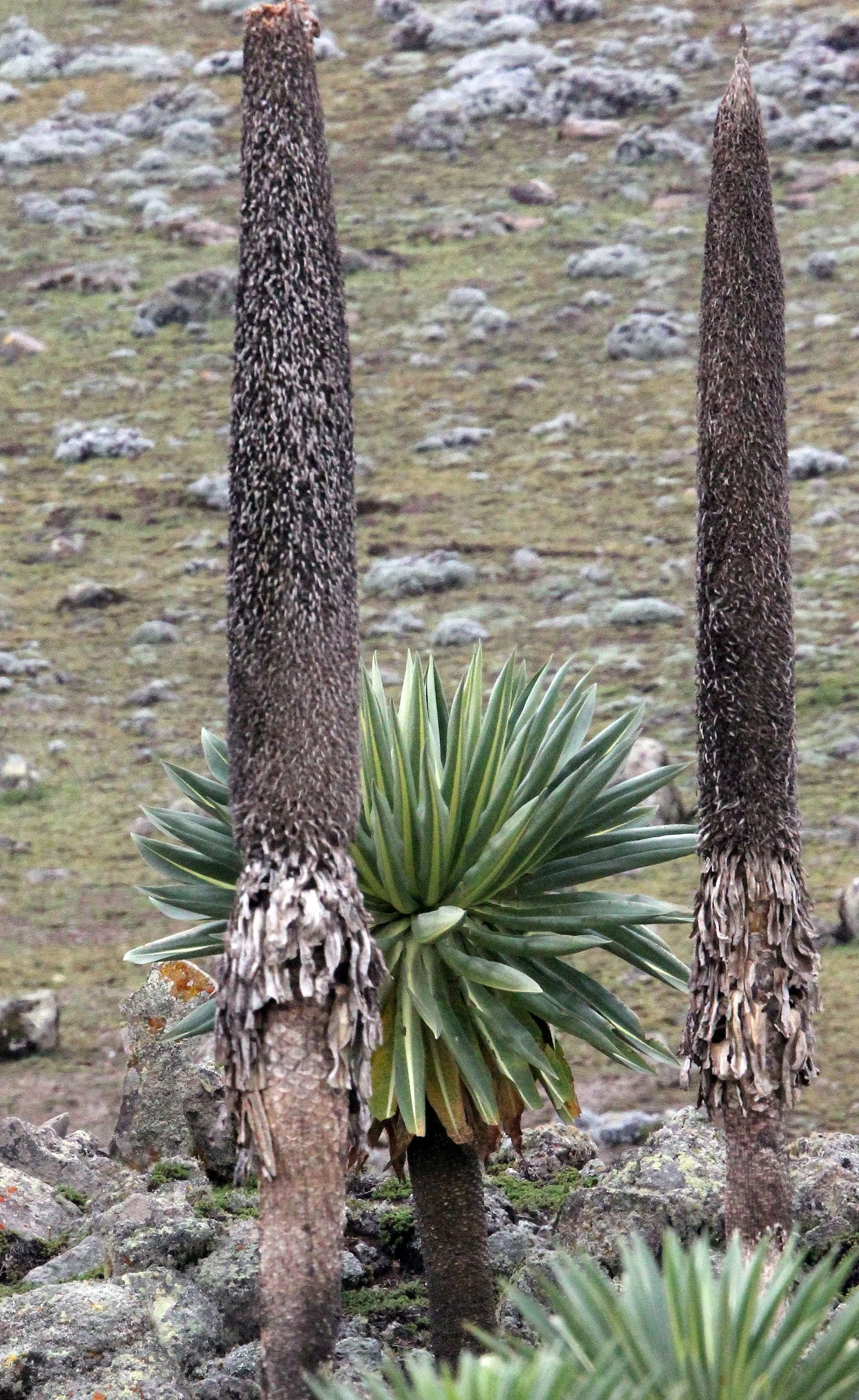 BALE MOUNTAINS NATIONAL PARK ETHIOPIA (365).JPG