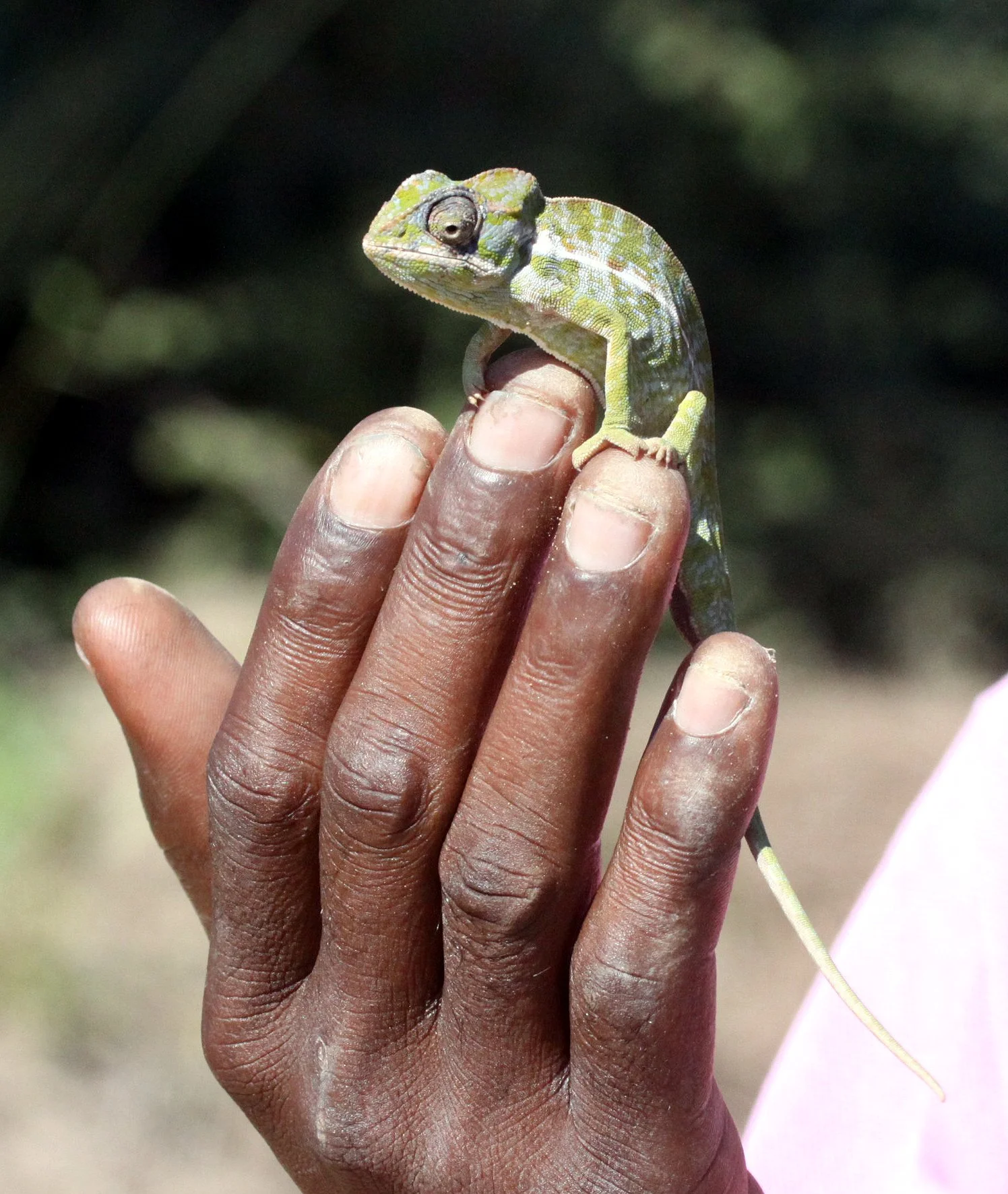 Furcifer lateralis - CARPET CHAMELEON - ANDOHAHELA NATIONAL PARK MADAGASCAR (7).JPG