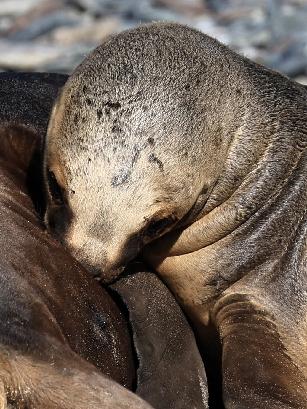 South American Sea Lion (Otaria flavescens) Puerto Rawson Argentina (51).jpg