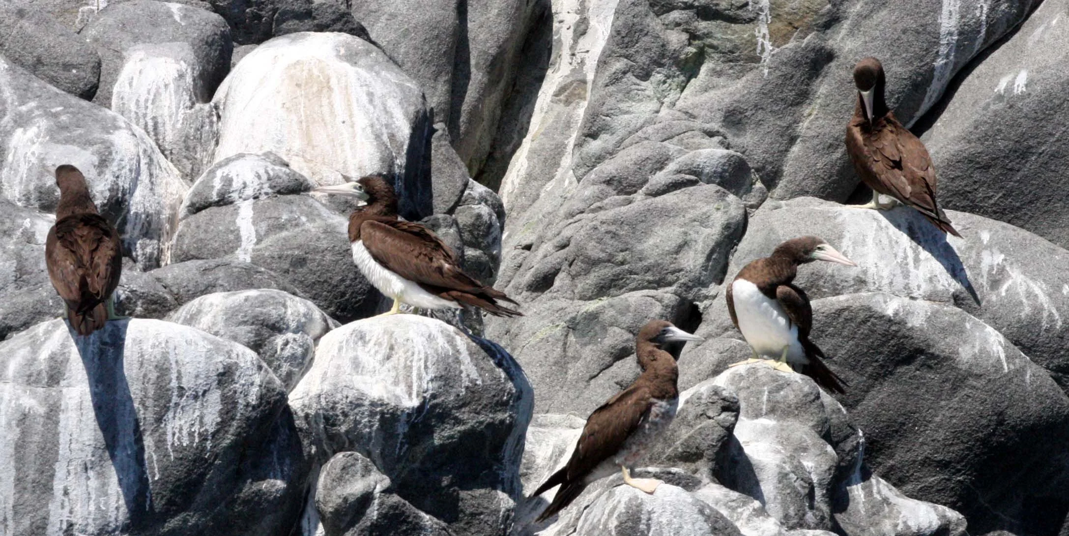 Brown Booby (Sula leucogaster) Santa Catalina Island Baja Mexico (8).JPG