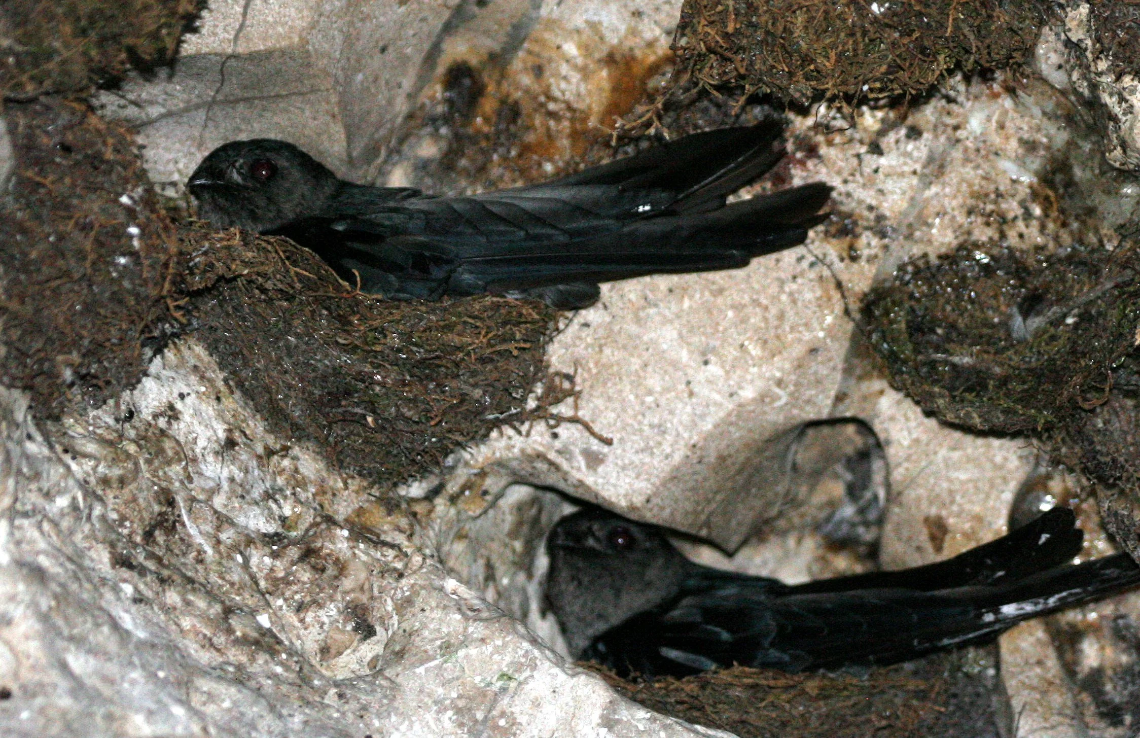 Genus Collocalia Swiftlets — Coke Smith Wildlife