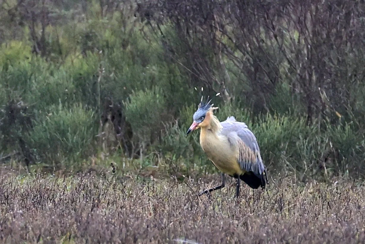Whistling Heron (Syrigma sibilatrix) El Palmar National Park, Entre Rios, Argentina (9).jpg