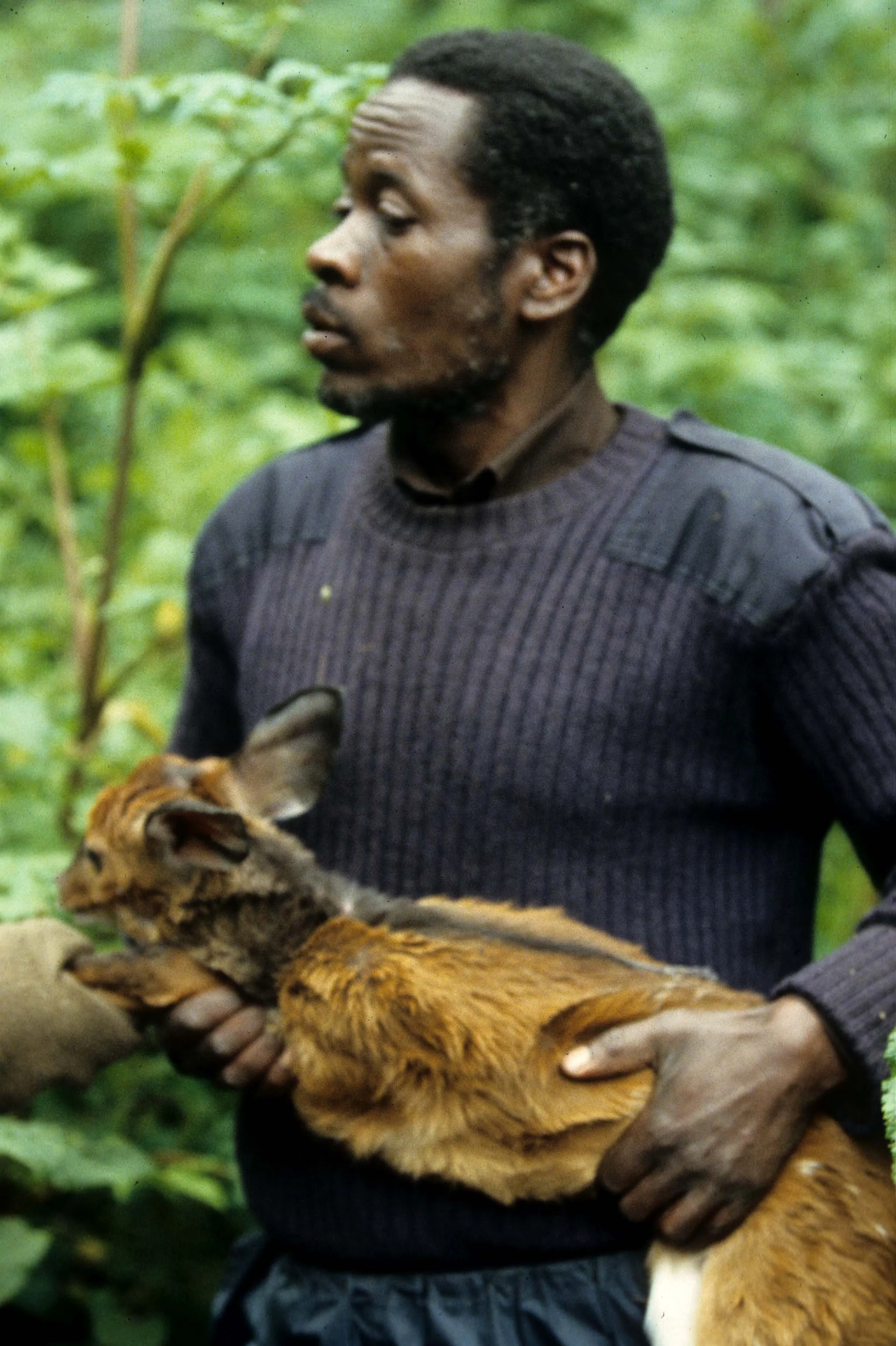 BOVID - BUSHBUCK - RWANDA - PARC VULCANS (2).jpg