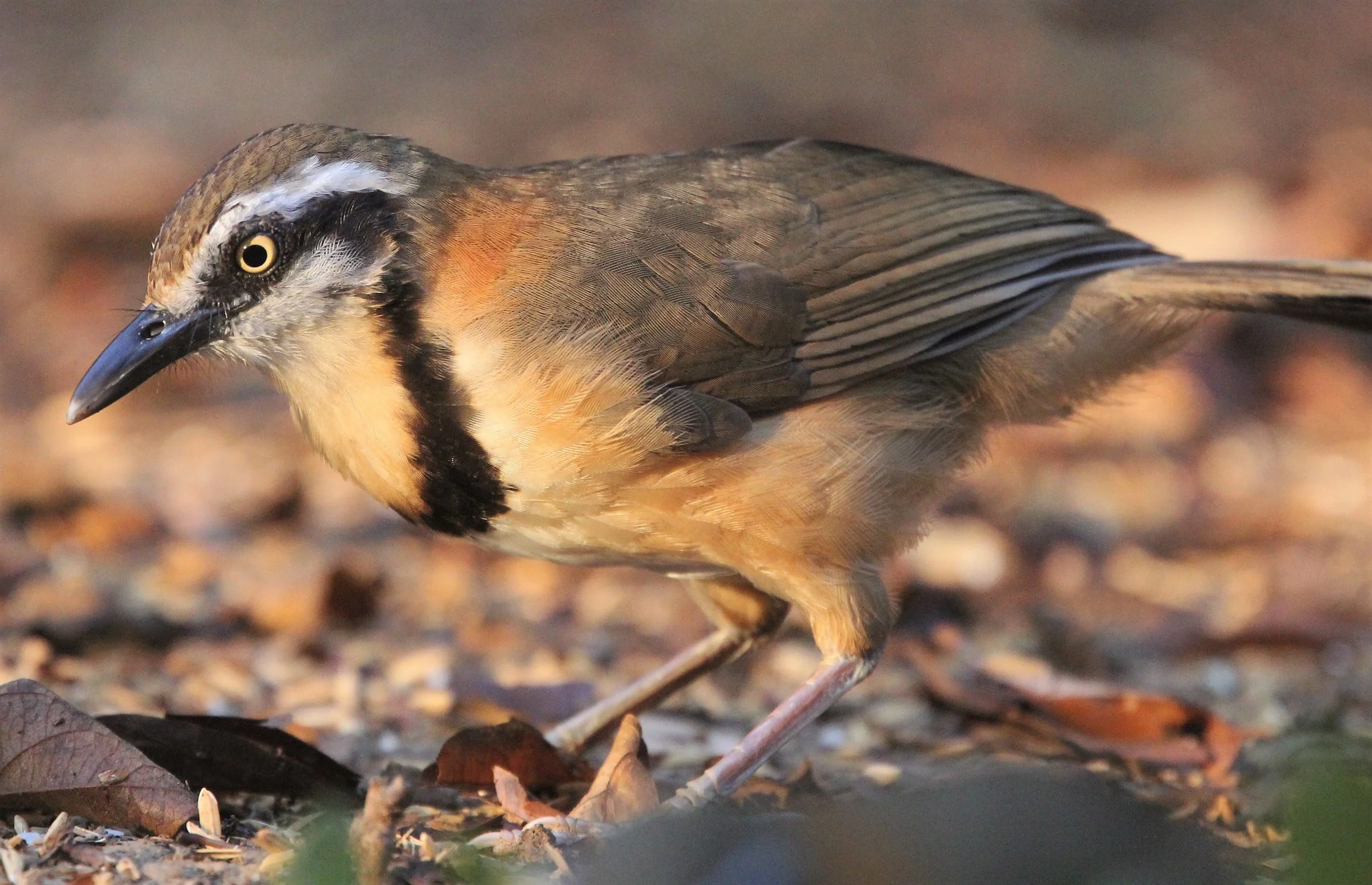 LAUGHINGTHRUSH - LESSER NECKLACED LAUGHINGTHRUSH - Garrulax monileger - KAENG KRACHAN (2).jpg