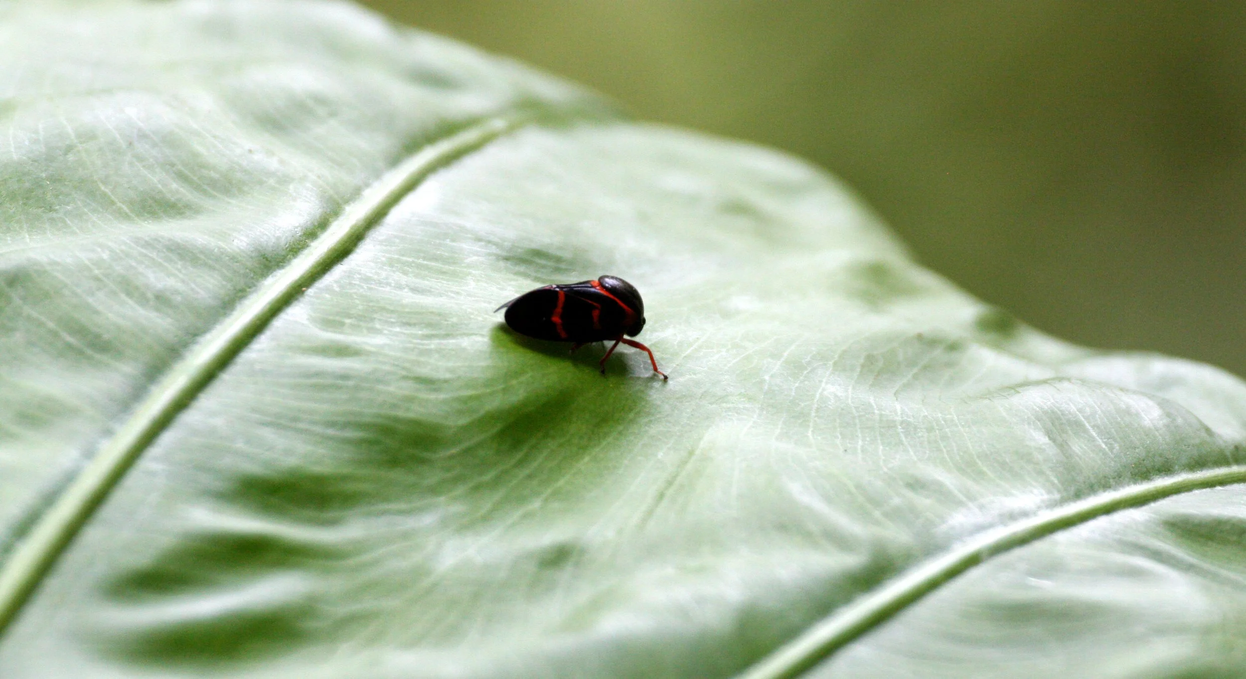 INVERT - HOMOPTERA - LEAF HOPPER SPECIES - TAIWAN - SUBTROPICAL FOREST.JPG