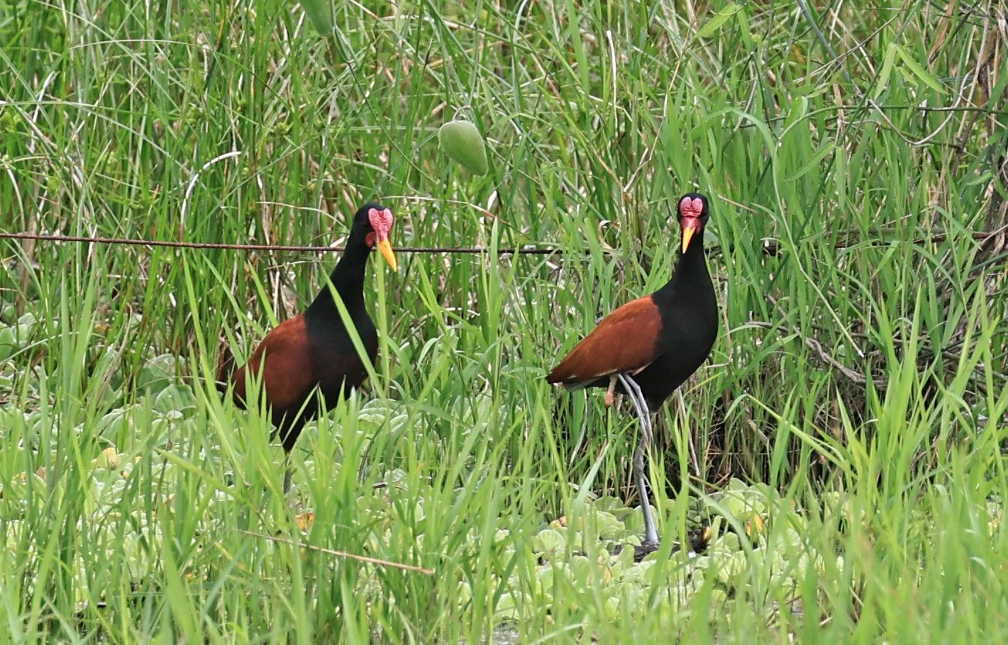 Wattled Jacana (Jacana jacana) Wet Chaco Habitat - Wetlands along Road between Pozo Colorado & Asuncion 