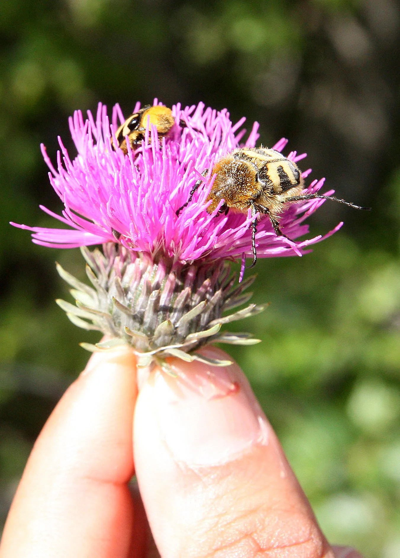VERCORS NATIONAL PARK FRANCE (101).JPG