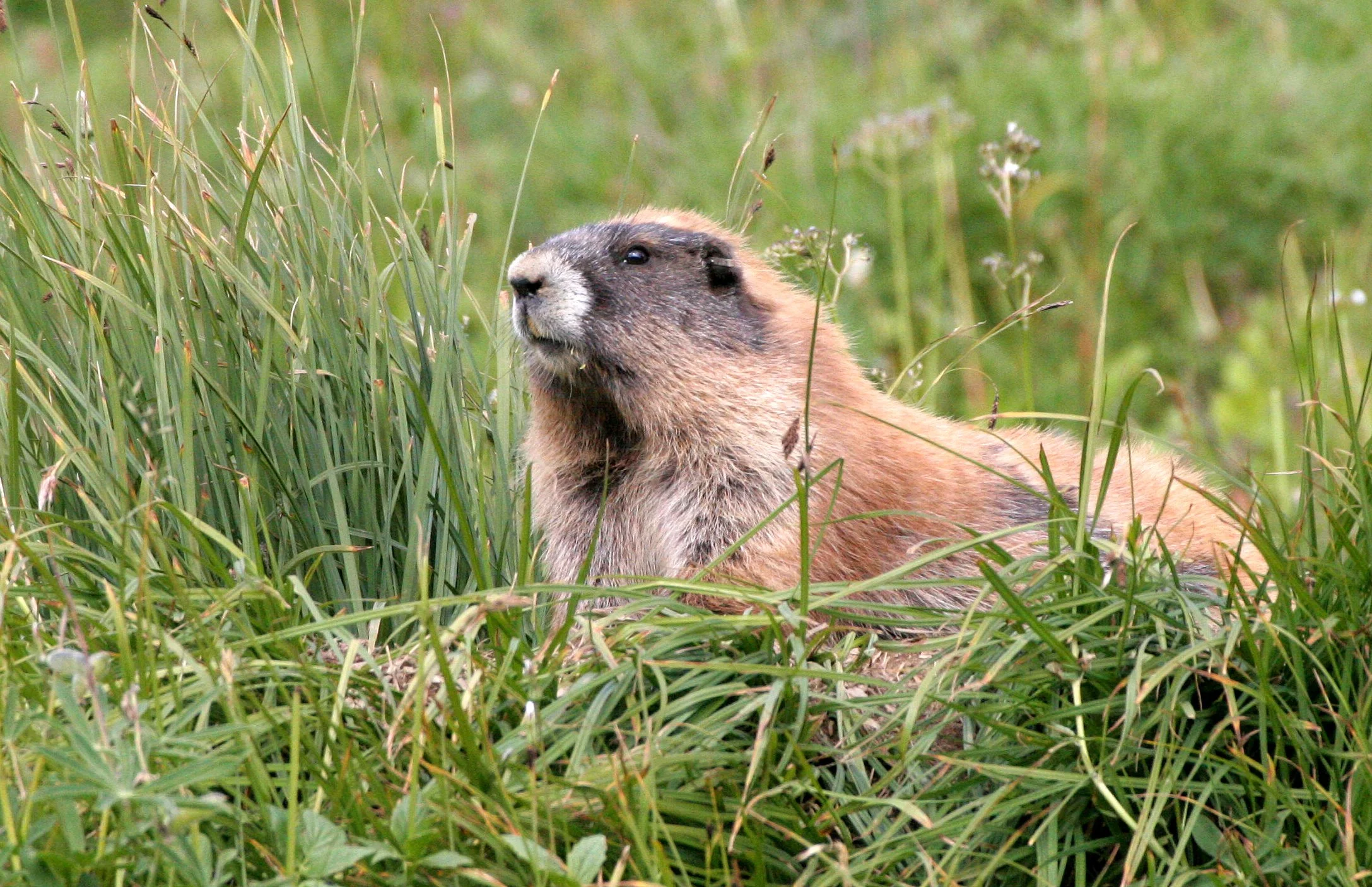Marmota olympus - OLYMPIC MARMOT - OLYMPIC NATIONAL PARK OBSTRUCTION POINT ROAD (72).JPG