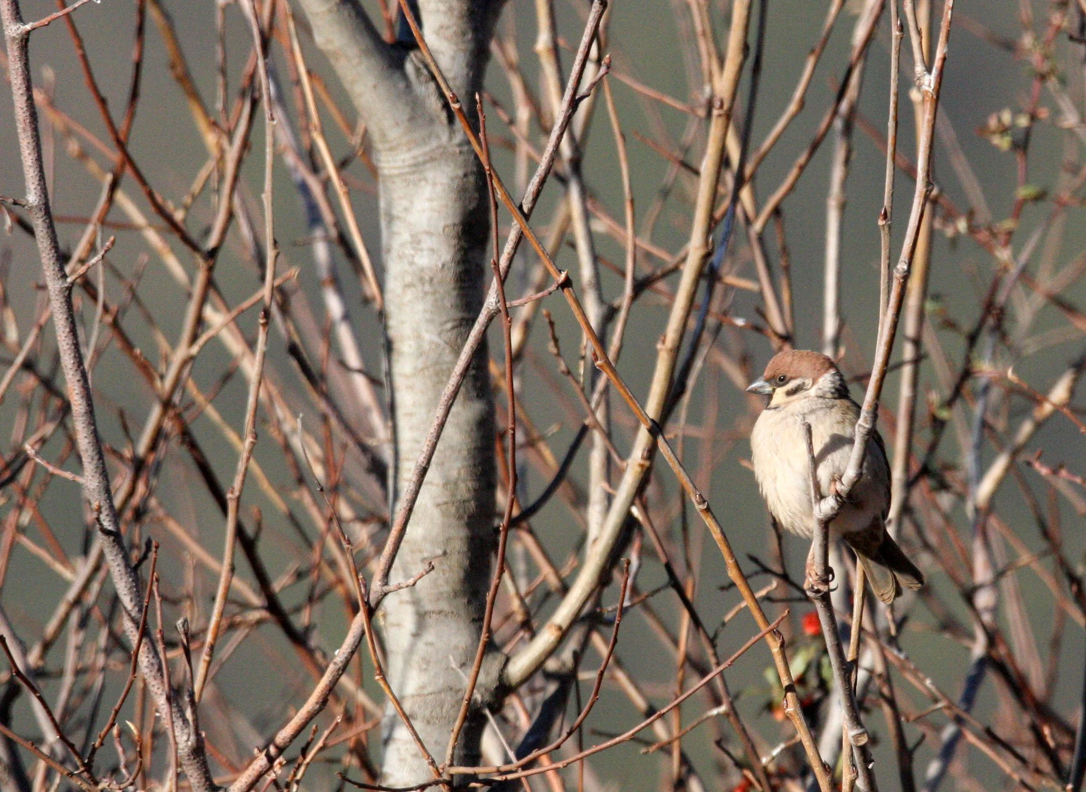 Eurasian Tree Sparrow (Passer montanus) Lijiang Highlands Yunnan China (3).JPG